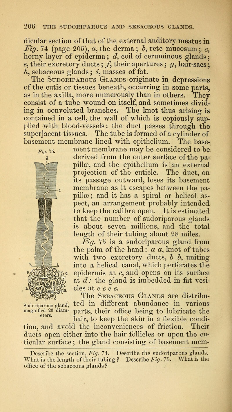 dicular section of that of the external auditory meatus in Fig. 74 (page 205), a, the derma ; Z>, rete mucosum; c, horny layer of epiderma; d, coil of ceruminous glands; e, their excretory ducts; J\ their apertures; g, hair-sacs; A, sebaceous glands; i, masses of fat. The Sudoriparous Glands originate in depressions of the cutis or tissues beneath, occurring in some parts, as in the axilla, more numerously than in others. They consist of a tube wound on itself, and sometimes divid- ing in convoluted branches. The knot thus arising is contained in a cell, the wall of which is copiously sup- plied with blood-vessels: the duct passes through the superjacent tissues. The tube is formed of a cylinder of basement membrane lined with epithelium. The base- ment membrane may be considered to be. derived from the outer surface of the pa- pillae, and the epithelium is an external projection of the cuticle. The duct, on its passage outward, loses its basement membrane as it escapes between the pa- pillae; and it has a spiral or helical as- pect, an arrangement probably intended to keep the calibre open. It is estimated that the number of sudoriparous glands is about seven millions, and the total length of their tubing about 28 miles. Fig. 75 is a sudoriparous gland from the palm of the hand: a a, knot of tubes with two excretory ducts, b b, uniting into a helical canal, which perforates the epidermis at c, and opens on its surface at d: the gland is imbedded in fat vesi- cles at e e e e. The Sebaceous Glands are distribu- ted in different abundance in various magnified 20 diam- parts, their office being to lubricate the hair, to keep the skin in a flexible condi- tion, and avoid the inconveniences of friction. Their ducts open either into the hair follicles or upon the cu- ticular surface; the gland consisting of basement mem- Describe the section, Fig. 74. Describe the sudoriparous glands. What is the length of their tubing ? Describe Fig. 75. What is the office of the sebaceous glands? Sudoriparous gland,