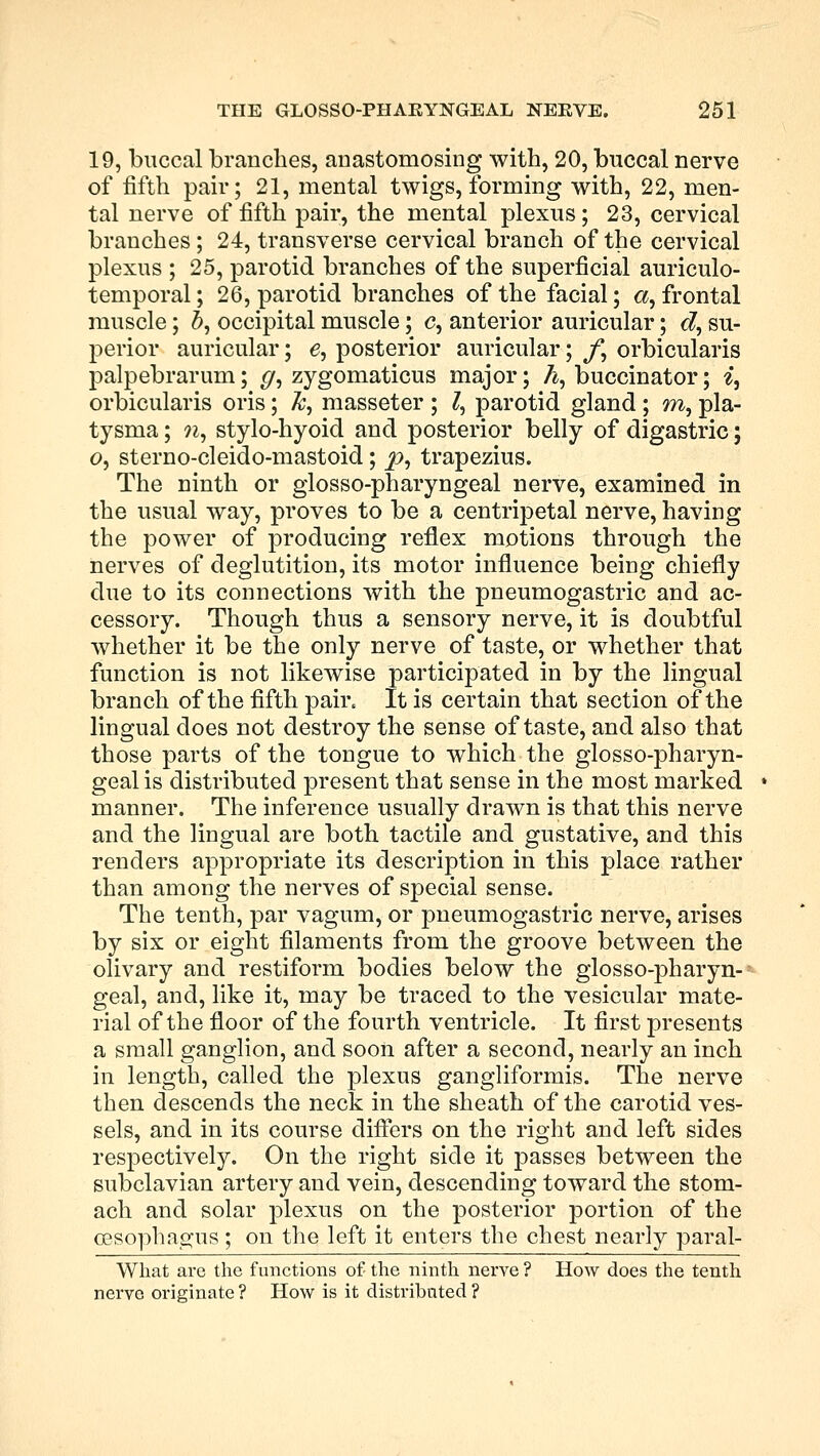 19, buccal branches, anastomosing with, 20, buccal nerve of fifth pair; 21, mental twigs, forming with, 22, men- tal nerve of fifth pair, the mental plexus; 23, cervical branches ; 24, transverse cervical branch of the cervical plexus ; 25, parotid branches of the superficial auriculo- temporal ; 26, parotid branches of the facial; a, frontal muscle; &, occipital muscle; c, anterior auricular; c?, su- perior auricular; 6, posterior auricular; f, orbicularis palpebrarum; g, zygomaticus major; h, buccinator; i, orbicularis oris; &, masseter ; Z, parotid gland ; m, pla- tysma; n, stylo-hyoid and posterior belly of digastric; o, sterno-cleido-mastoid; p, trapezius. The ninth or glossopharyngeal nerve, examined in the usual way, proves to be a centripetal nerve, having the power of producing reflex motions through the nerves of deglutition, its motor influence being chiefly due to its connections with the pneumogastric and ac- cessory. Though thus a sensory nerve, it is doubtful whether it be the only nerve of taste, or whether that function is not likewise participated in by the lingual branch of the fifth pair. It is certain that section of the lingual does not destroy the sense of taste, and also that those parts of the tongue to which the glossopharyn- geal is distributed present that sense in the most marked manner. The inference usually drawn is that this nerve and the lingual are both tactile and gustative, and this renders appropriate its description in this place rather than among the nerves of special sense. The tenth, par vagum, or pneumogastric nerve, arises by six or eight filaments from the groove between the olivary and restiform bodies below the glossopharyn- geal, and, like it, may be traced to the vesicular mate- rial of the floor of the fourth ventricle. It first presents a small ganglion, and soon after a second, nearly an inch in length, called the plexus gangliformis. The nerve then descends the neck in the sheath of the carotid ves- sels, and in its course differs on the right and left sides respectively. On the right side it passes between the subclavian artery and vein, descending toward the stom- ach and solar plexus on the posterior portion of the oesophagus ; on the left it enters the chest nearly paral- What are the functions of the ninth nerve ? How does the tenth nerve originate ? How is it distributed ?