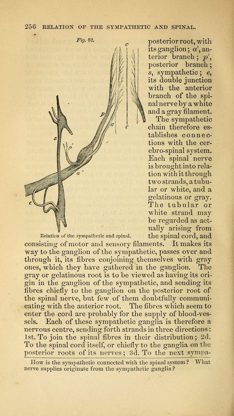 Fig. 82. posterior root, with its ganglion; a', an- terior branch; p\ posterior branch; s, sympathetic; e, its double junction with the anterior branch of the spi- nal nerve by a white and a gray filament. The sympathetic chain therefore es- tablishes connec- tions with the cer- ebrospinal system. Each spinal nerve is brought into rela- tion with it through two strands, a tubu- lar or white, and a gelatinous or gray. The tubular or white strand may be regarded as act- ually arising from Relation of the sympathetic and spinal. the Spinal COl'd, and consisting of motor and sensory filaments. It makes its way to the ganglion of the sympathetic, passes over and through it, its fibres conjoining themselves with gray ones, which they have gathered in the ganglion. The gray or gelatinous root is to be viewed as having its ori- gin in the ganglion of the sympathetic, and sending its fibres chiefly to the ganglion on the posterior root of the spinal nerve, but few of them doubtfully communi- cating with the anterior root. The fibres which seem to enter the cord are probably for the supply of blood-ves- sels. Each of these sympathetic ganglia is therefore a nervous centre, sending forth strands in three directions: 1st. To join the spinal fibres in their distribution; 2d. To the spinal cord itself, or chiefly to the ganglia on the posterior roots of its nerves; 3d. To the next sympa- How is the sympathetic connected with the spinal system ? What nerve supplies originate from the sympathetic ganglia ?