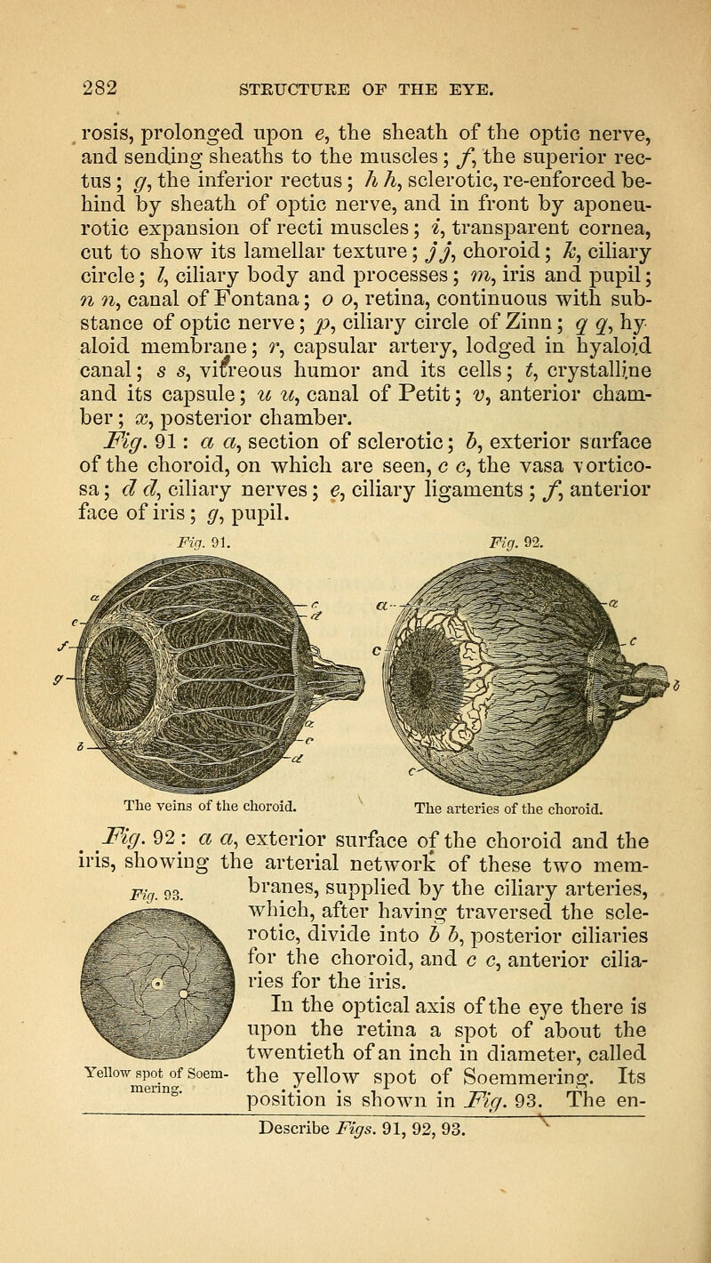 rosis, prolonged upon e, the sheath of the optic nerve, and sending sheaths to the muscles; f, the superior rec- tus ; g, the inferior rectus; h A, sclerotic, re-enforced be- hind by sheath of optic nerve, and in front by aponeu- rotic expansion of recti muscles; % transparent cornea, cut to show its lamellar texture; jj, choroid; Jc, ciliary circle; I, ciliary body and processes; m, iris and pupil; n n, canal of Fontana; o o, retina, continuous with sub- stance of optic nerve; p, ciliary circle of Zinn; q q, hy aloid membrane; r, capsular artery, lodged in hyaloid canal; s s, vitreous humor and its cells; t, crystalline and its capsule; u u, canal of Petit; v, anterior cham- ber ; x, posterior chamber. Fig. 91: a a, section of sclerotic; 5, exterior surface of the choroid, on which are seen, c c, the vasa \!ortico- sa; d d, ciliary nerves; e, ciliary ligaments ; f, anterior face of iris ; g, pupil. Fig. 91. Fig. 92. The veins of the choroid. The arteries of the choroid. Fig. 93. ^ Fig. 92 : a a, exterior surface of the choroid and the iris, showing the arterial network of these two mem- branes, supplied by the ciliary arteries, which, after having traversed the scle- rotic, divide into b h, posterior ciliaries for the choroid, and c c, anterior cilia- ries for the iris. In the optical axis of the eye there is upon the retina a spot of about the twentieth of an inch in diameter, called the yellow spot of Soemmering. Its position is shown in Fig. 93. The en- Describe Figs. 91, 92, 93. Yellow spot of Soem- mering.