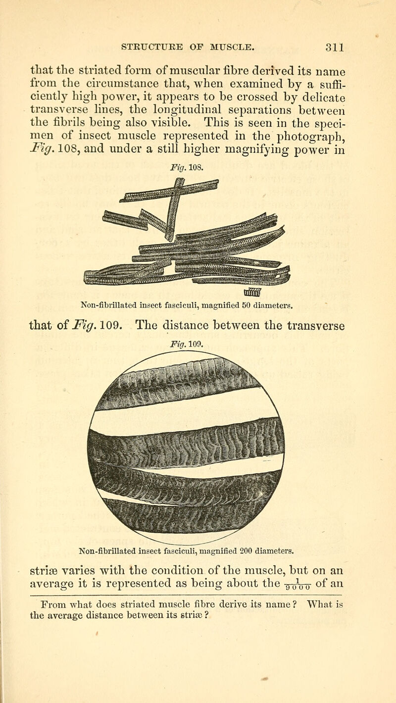 that the striated form of muscular fibre derived its name from the circumstance that, when examined by a suffi- ciently high power, it appears to be crossed by delicate transverse lines, the longitudinal separations between the fibrils being also visible. This is seen in the speci- men of insect muscle represented in the photograph, Fig. 108, and under a still higher magnifying power in Fig. 10S. Non-fibrillated insect fasciculi, magnified 50 diameters. that of Fig. 109. The distance between the transverse Fig. 109. Non-fibrillated insect fasciculi, magnified 200 diameters. stride varies with the condition of the muscle, but on an average it is represented as being about the $q00 of an From what does striated muscle fibre derive its name ? What is the average distance between its strise ?