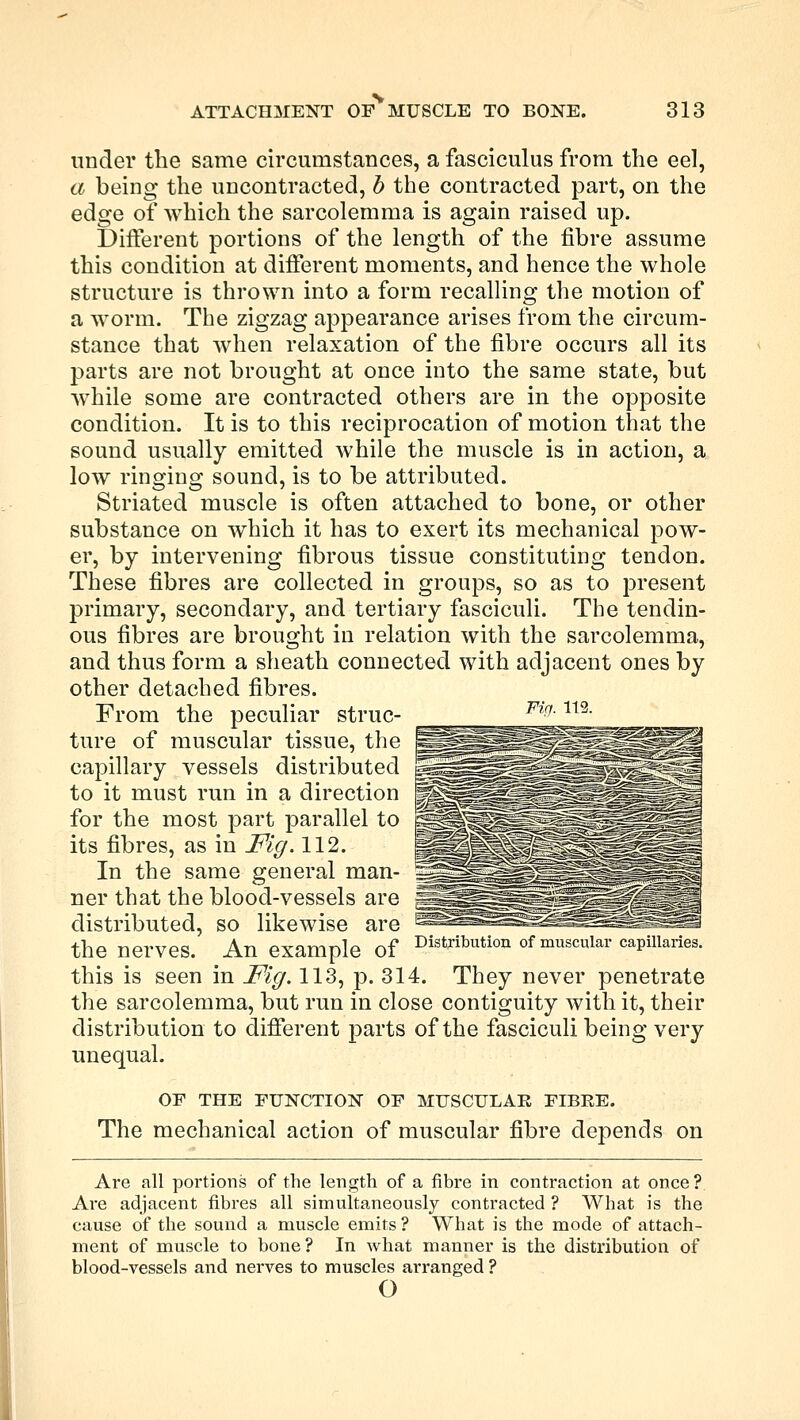 under the same circumstances, a fasciculus from the eel, a being the uncontracted, b the contracted part, on the edge of which the sarcolemma is again raised up. Different portions of the length of the fibre assume this condition at different moments, and hence the whole structure is thrown into a form recalling the motion of a worm. The zigzag appearance arises from the circum- stance that when relaxation of the fibre occurs all its parts are not brought at once into the same state, but while some are contracted others are in the opposite condition. It is to this reciprocation of motion that the sound usually emitted while the muscle is in action, a low ringing sound, is to be attributed. Striated muscle is often attached to bone, or other substance on which it has to exert its mechanical pow- er, by intervening fibrous tissue constituting tendon. These fibres are collected in groups, so as to present primary, secondary, and tertiary fasciculi. The tendin- ous fibres are brought in relation with the sarcolemma, and thus form a sheath connected with adjacent ones by other detached fibres. From the peculiar struc- ture of muscular tissue, the capillary vessels distributed to it must run in a direction for the most part parallel to its fibres, as in Fig. 112. In the same general man- ner that the blood-vessels are distributed, so likewise are the nerves. An example of Distributio* of muscular capillaries, this is seen in Fig. 113, p. 314. They never penetrate the sarcolemma, but run in close contiguity with it, their distribution to different parts of the fasciculi being very unequal. OF THE FUNCTION OF MUSCULAR FIBRE. The mechanical action of muscular fibre depends on Are all portions of the length of a fibre in contraction at once? Are adjacent fibres all simultaneously contracted ? What is the cause of the sound a muscle emits ? What is the mode of attach- ment of muscle to bone? In what manner is the distribution of blood-vessels and nerves to muscles arranged ? o