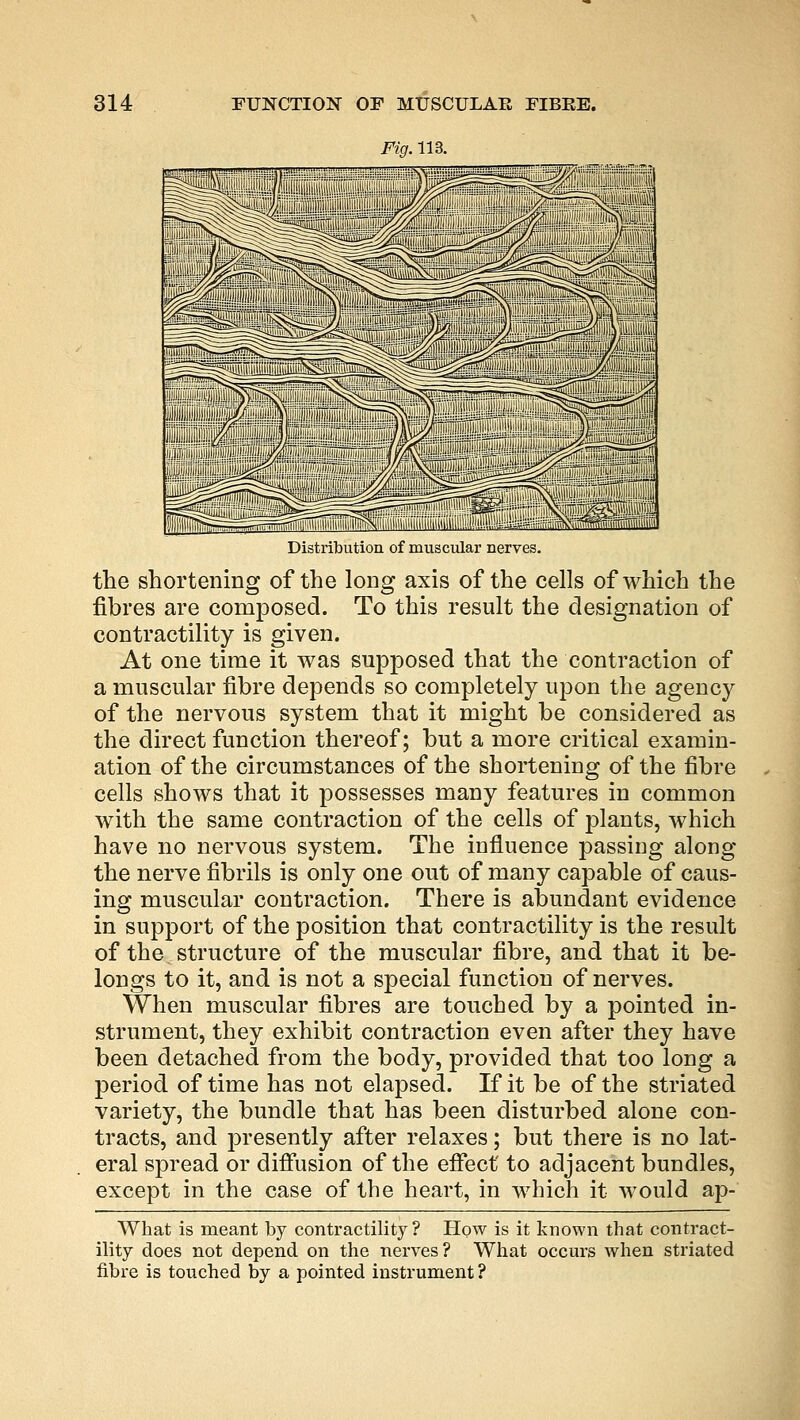 Fig. 113. Distribution of muscular nerves. the shortening of the long axis of the cells of which the fibres are composed. To this result the designation of contractility is given. At one time it was supposed that the contraction of a muscular fibre depends so completely ujDon the agency of the nervous system that it might be considered as the direct function thereof; but a more critical examin- ation of the circumstances of the shortening of the fibre cells shows that it possesses many features in common with the same contraction of the cells of plants, which have no nervous system. The influence passing along the nerve fibrils is only one out of many capable of caus- ing muscular contraction. There is abundant evidence in support of the position that contractility is the result of the structure of the muscular fibre, and that it be- longs to it, and is not a special function of nerves. When muscular fibres are touched by a pointed in- strument, they exhibit contraction even after they have been detached from the body, provided that too long a period of time has not elapsed. If it be of the striated variety, the bundle that has been disturbed alone con- tracts, and presently after relaxes; but there is no lat- eral spread or diffusion of the effect to adjacent bundles, except in the case of the heart, in which it would ap- What is meant by contractility? How is it known that contract- ility does not depend on the nerves? What occurs when striated fibre is touched by a pointed instrument?