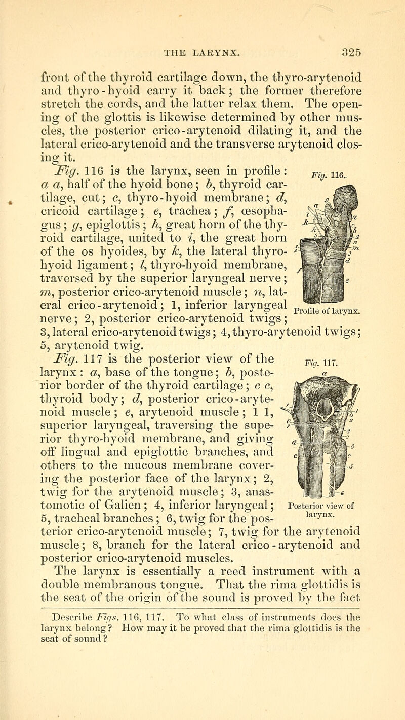 front of the thyroid cartilage down, the thyro-arytenoid and thyro - hyoid carry it back; the former therefore stretch the cords, and the latter relax them. The open- ing of the glottis is likewise determined by other mus- cles, the posterior crico-arytenoid dilating it, and the lateral crico-arytenoid and the transverse arytenoid clos- ing it. Fig. 116 is the larynx, seen in profile: a a, half of the hyoid bone; 5, thyroid car- tilage, cut; c, thyro-hyoid membrane; d, cricoid cartilage; e, trachea; f, oesopha- gus ; g, epiglottis; A, great horn of the thy- roid cartilage, united to i, the great horn of the os hyoides, by k, the lateral thyro- hyoid ligament; Z, thyro-hyoid membrane, traversed by the superior laryngeal nerve; m, posterior crico-arytenoid muscle; n, lat- eral crico-arytenoid; 1, inferior laryngeal nerve; 2, posterior crico-arytenoid twigs; 3, lateral crico-arytenoid twigs; 4, thyro-arytenoid twigs; 5, arytenoid twig. Fig. 117 is the posterior view of the larynx : a, base of the tongue; b, poste- rior border of the thyroid cartilage ; c c, thyroid body; cZ, posterior crico-aryte- noid muscle; e, arytenoid muscle; 1 1, superior laryngeal, traversing the supe- rior thyro-hyoid membrane, and giving oif lingual and epiglottic branches, and others to the mucous membrane cover- ing the posterior face of the larynx; 2, twig for the arytenoid muscle; 3, anas- tomotic of Galien ; 4, inferior laryngeal; 5, tracheal branches ; 6, twig for the pos- terior crico-arytenoid muscle; 7, twig for the arytenoid muscle; 8, branch for the lateral crico - arytenoid and posterior crico-arytenoid muscles. The larynx is essentially a reed instrument with a double membranous tongue. That the rima glottidis is the seat of the origin of the sound is proved by the fact Describe Figs. 116, 117. To what class of instruments does the larynx belong ? How may it be proved that the rima glottidis is the seat of sound ? Profile of larynx. Fig. 11T. Posterior view of larynx.