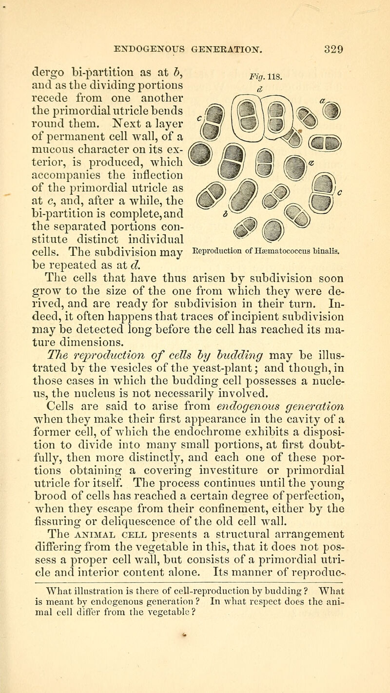 dergo bi-partition as at 5, and as the dividing portions recede from one another the primordial utricle bends round them. Next a layer of permanent cell wall, of a mucous character on its ex- terior, is produced, which accompanies the inflection of the primordial utricle as at c, and, after a while, the bi-partition is complete,and the separated portions con- stitute distinct individual Cells. The Subdivision may Reproduction ofHsematococcusMnalis. be repeated as at d. The cells that have thus arisen by subdivision soon grow to the size of the one from which they were de- rived, and are ready for subdivision in their turn. In- deed, it often happens that traces of incipient subdivision may be detected long before the cell has reached its ma- ture dimensions. The reproduction of cells by budding may be illus- trated by the vesicles of the yeast-plant; and though, in those cases in which the budding cell possesses a nucle- us, the nucleus is not necessarily involved. Cells are said to arise from endogenous generation when they make their first appearance in the cavity of a former cell, of which the endochrome exhibits a disposi- tion to divide into many small portions, at first doubt- fully, then more distinctly, and each one of these por- tions obtaining a covering investiture or primordial utricle for itself. The process continues until the young brood of cells has reached a certain degree of perfection, when they escape from their confinement, either by the Assuring or deliquescence of the old cell wall. The animal cell presents a structural arrangement differing from the vegetable in this, that it does not pos- sess a proper cell wall, but consists of a primordial utri- cle and interior content alone. Its manner of reproduc- What illustration is there of cell-reproduction by budding ? What is meant by endogenous generation ? In what respect does the ani- mal cell differ from the vegetable ?