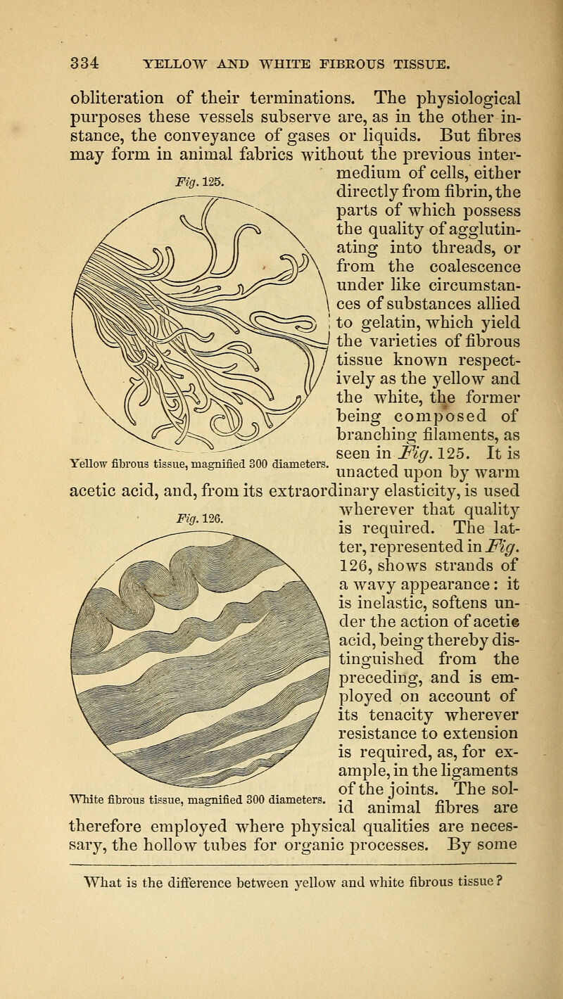 Fig. 125. obliteration of their terminations. The physiological purposes these vessels subserve are, as in the other in- stance, the conveyance of gases or liquids. But fibres may form in animal fabrics without the previous inter- medium of cells, either directly from fibrin, the parts of which possess the quality of agglutin- ating into threads, or from the coalescence under like circumstan- ces of substances allied ^$r^3) 1 to gelatin, which yield ^^^J the varieties of fibrous tissue known respect- ively as the yellow and the white, the former being composed of branching filaments, as seen in Fiq. 125. It is Yellow fibrous tissue, magnified 300 diameters. , i  , unacted upon by warm acetic acid, and, from its extraordinary elasticity, is used wherever that quality is required. The lat- ter, represented in Fig. 126, shows strands of a wavy appearance: it is inelastic, softens un- der the action of acetie acid, being thereby dis- tinguished from the preceding, and is em- ployed on account of its tenacity wherever resistance to extension is required, as, for ex- ample, in the ligaments of the joints. The sol- White fibrous tissue, magnified 300 diameters. • -j • i .ci ' & id animal fibres are therefore employed where physical qualities are neces- sary, the hollow tubes for organic processes. By some What is the difference between yellow and white fibrous tissue ? Fig. 126.