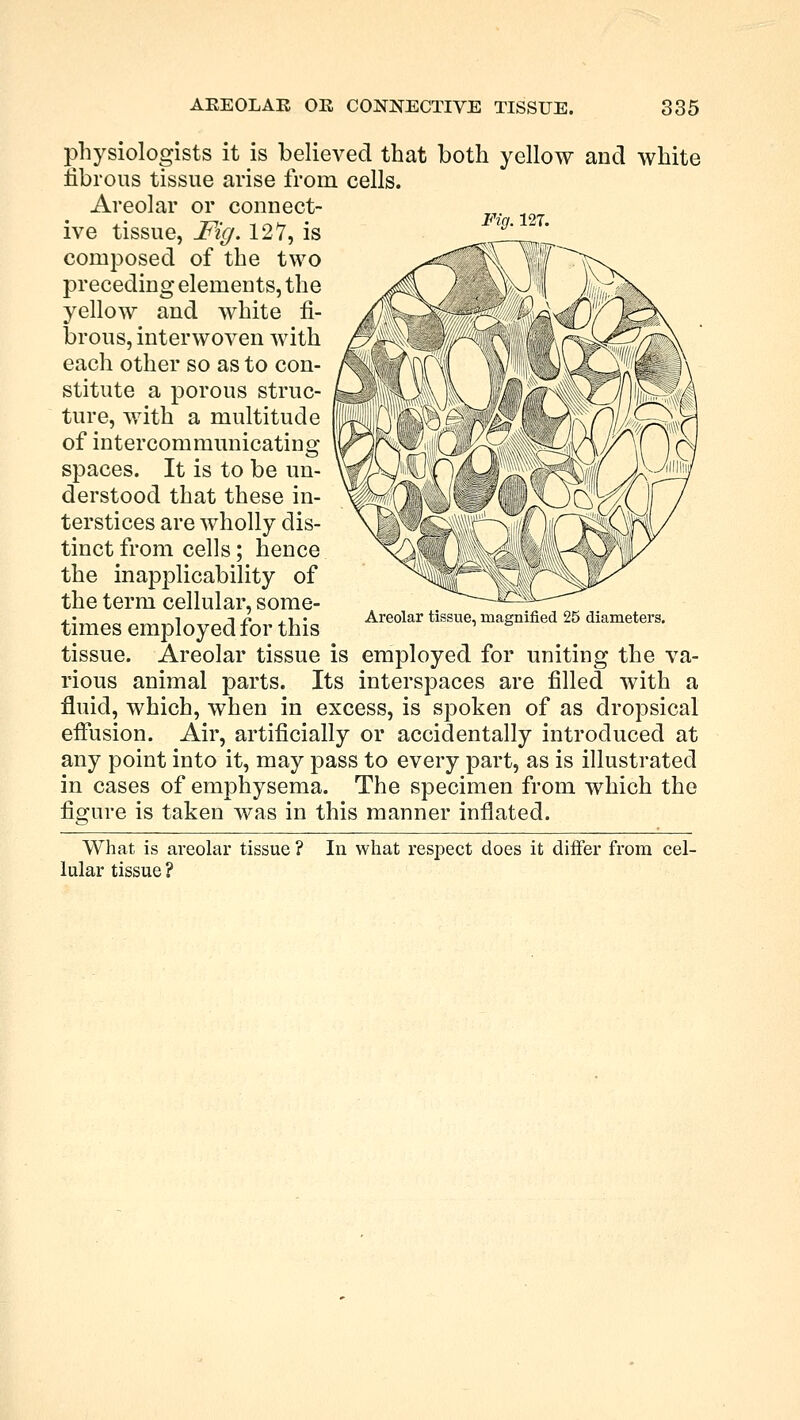 physiologists it is believed that both yellow and white fibrous tissue arise from cells. Areolar or connect- ive tissue, Fig. 127, is composed of the two preceding elements, the yellow and white fi- brous, interwoven with each other so as to con- stitute a porous struc- ture, with a multitude of intercommunicating spaces. It is to be un- derstood that these in- terstices are wholly dis- tinct from cells; hence the inapplicability of the term cellular, some- times employed for this tissue. Areolar tissue is employed for uniting the va- rious animal parts. Its interspaces are filled with a fluid, which, when in excess, is spoken of as dropsical effusion. Air, artificially or accidentally introduced at any point into it, may pass to every part, as is illustrated in cases of emphysema. The specimen from which the figure is taken was in this manner inflated. What is areolar tissue ? In what respect does it differ from cel- lular tissue ?