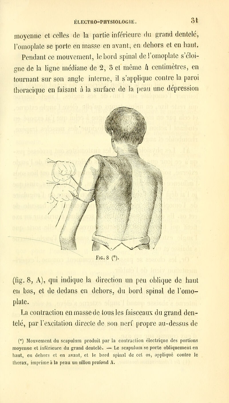 3t moyenne et celles de la partie inférieure du grand dentelé, l'omoplate se porte en masse en avant, en dehors et en haut. Pendant ce mouvement, le bord spinal de l'omoplate s'éloi- gne de la ligne médiane de 2, 3 et même II centimètres, en tournant sur son angle interne, il s'applique contre la paroi thoracique en taisant à la surface de la peau une dépression 1m * >• FiG. 8 (*). (fig. 8, A), qui indique la direction un peu oblique de haut en bas, et de dedans en dehors, du bord spinal de l'omo- piate. La contraction en masse de tous les faisceaux du grand den- telé, par l'excitation directe de son nerf propre au-dessus de (*) Mouvement du scapulum produit par la contraclion électrique des portions moyenne et inférieure du grand dentelé. ~ Le scapulum se porte obliquement en haut, en dehors et en avant^ et le bord spinal de cet os, appliqué contre le Ihorax, imprime à la peau un sillon profond A,
