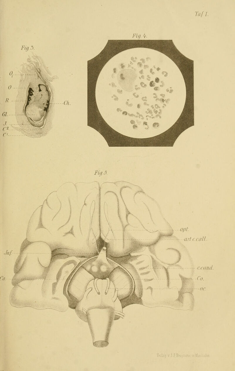 Taf. /. Fig >i. Fig 3. 01- J. --- Fief. 5. Co.
