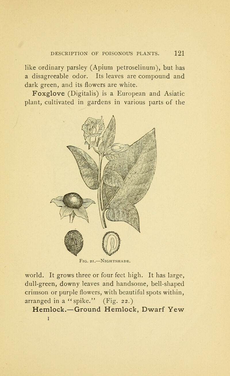 like ordinary parsley (Apium petroselinum), but has a disagreeable odor. Its leaves are compound and dark green, and its flowers are white. Foxglove (Digitalis) is a European and Asiatic plant, cultivated in gardens in various parts of the A Fig. 21.—Nightshade. world. It grows three or four feet high. It has large, dull-green, downy leaves and handsome, bell-shaped crimson or purple flowers, with beautiful spots within, arranged in a''spike. (Fig. 22.) Hemlock.—Ground Hemlock, Dwarf Yew