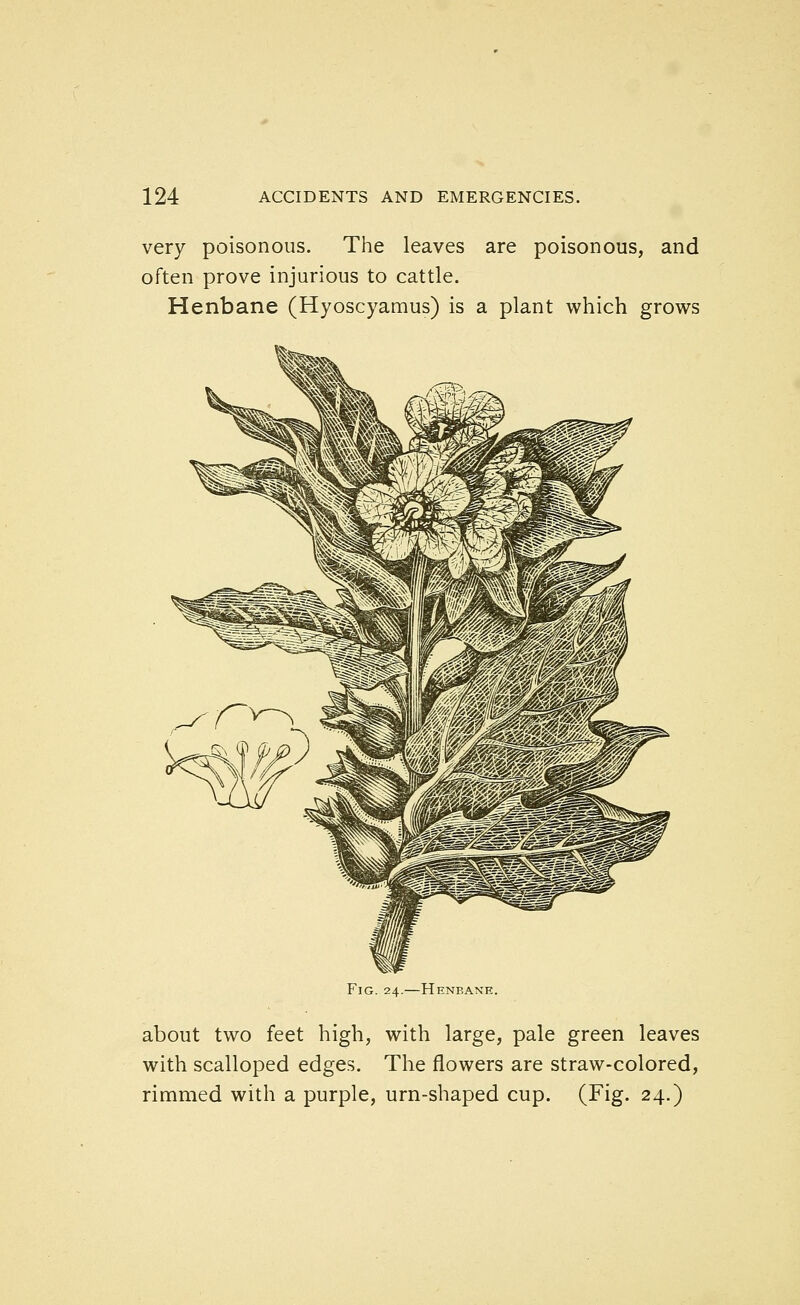 very poisonous. The leaves are poisonous, and often prove injurious to cattle. Henbane (Hyoscyamus) is a plant which grows Fig. 24.—Henbane. about two feet high, with large, pale green leaves with scalloped edges. The flowers are straw-colored, rimmed with a purple, urn-shaped cup. (Fig. 24.)