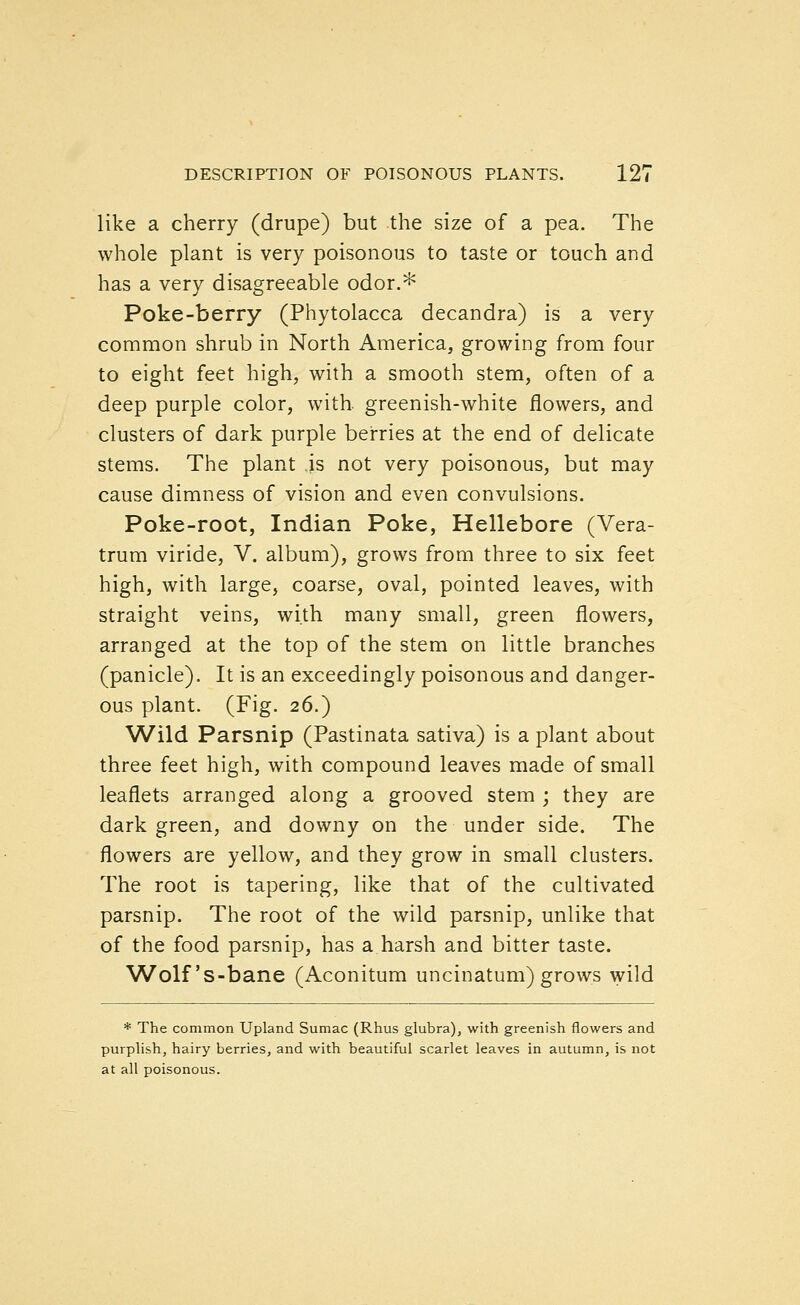 like a cherry (drupe) but the size of a pea. The whole plant is very poisonous to taste or touch and has a very disagreeable odor.* Poke-berry (Phytolacca decandra) is a very common shrub in North America, growing from four to eight feet high, with a smooth stem, often of a deep purple color, with, greenish-white flowers, and clusters of dark purple berries at the end of delicate stems. The plant is not very poisonous, but may cause dimness of vision and even convulsions. Poke-root, Indian Poke, Hellebore (Vera- trum viride, V. album), grows from three to six feet high, with large, coarse, oval, pointed leaves, with straight veins, with many small, green flowers, arranged at the top of the stem on little branches (panicle). It is an exceedingly poisonous and danger- ous plant. (Fig. 26.) Wild Parsnip (Pastinata sativa) is a plant about three feet high, with compound leaves made of small leaflets arranged along a grooved stem ; they are dark green, and downy on the under side. The flowers are yellow, and they grow in small clusters. The root is tapering, like that of the cultivated parsnip. The root of the wild parsnip, unlike that of the food parsnip, has a harsh and bitter taste. Wolf's-bane (Aconitum uncinatum) grows wild * The common Upland Sumac (Rhus glubra), with greenish flowers and purphsh, hairy berries, and with beautiful scarlet leaves in autumn, is not at all poisonous.