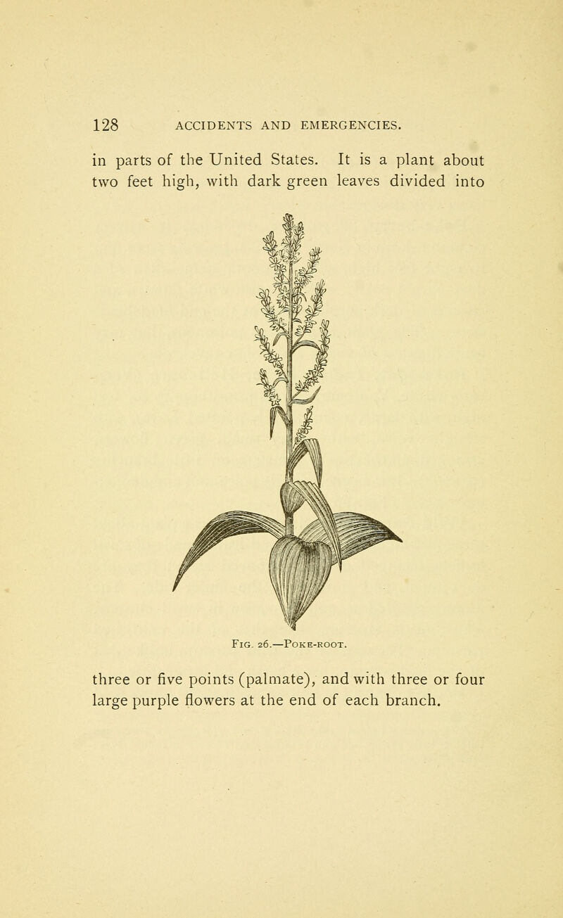 in parts of the United States. It is a plant about two feet high, with dark green leaves divided into Fig. 26.—Poke-root. three or five points (palmate), and with three or four large purple flowers at the end of each branch.