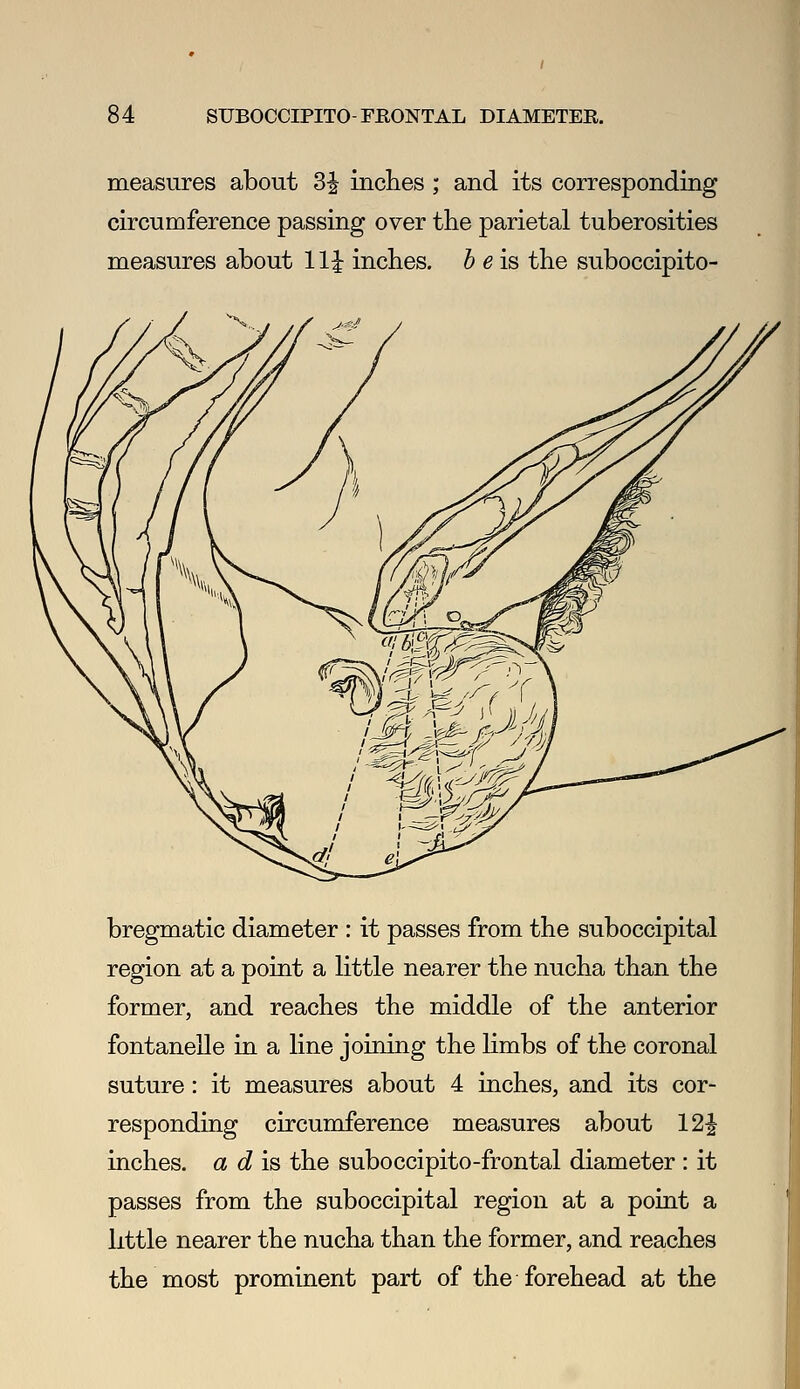 measures about 3^ inclies ; and its corresponding circumference passing over the parietal tuberosities measures about 11| inches, b eis the suboccipito- bregmatic diameter : it passes from the suboccipital region at a point a little nearer the nucha than the former, and reaches the middle of the anterior fontanelle in a line joining the limbs of the coronal suture: it measures about 4 inches, and its cor- responding circumference measures about 12| inches, a d is the suboccipito-frontal diameter : it passes from the suboccipital region at a point a little nearer the nucha than the former, and reaches the most prominent part of the forehead at the