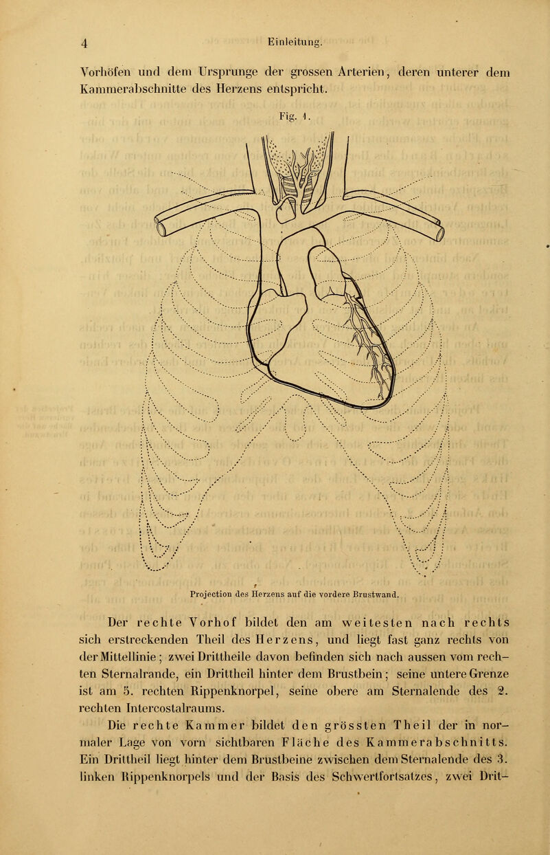 Vorhöfen und dem Ursprünge der grossen Arterien, deren unterer dem Kammerabschnitte des Herzens entspricht. Fig. 1. Projection des Herzens auf die vordere Brustwand. Der rechte Vorhof bildet den am weitesten nach rechts sich erstreckenden Theil des Herzens, und liegt fast ganz rechts von der Mittellinie ; zwei Drittheile davon befinden sich nach aussen vom rech- ten Sternalrande, ein Drittheil hinter dem Brustbein; seine untere Grenze ist am 5. rechten Rippenknorpel, seine obere am Sternalende des 2. rechten Intercostalraums. Die rechte Kammer bildet den grössten Theil der in nor- maler Lage von vorn sichtbaren Flache des Kammerabschnitts. Ein Drittheil liegt hinter dem Brustbeine zwischen dem Sternalende des 3. linken Rippenknorpels und der Basis des Schwertfortsalzes, zwei Drit-