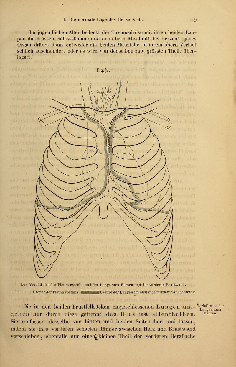 Im jugendlichen Alter bedeckt die Thymusdrüse mit ihren beiden Lap- pen die grossen Gefässstämme und den obern Abschnitt des Herzens, jenes Organ drängt dann entweder die beiden Mittelfelle in ihrem obern Verlauf seitlich auseinander, oder es wird von denselben zuui grössten Theile über- lagert. Fig.£2. Das Verhältniss der Pleura costalis und der Lunge zum Herzen und der vorderen Brustwand. - Grenze der Pleura costalis. = Grenze der Lungen im Zustande mittlerer Ausdehnung. Die in den beiden Brustfeilsäcken eingeschlossenen Lungen u m - v2,hältniss de . D ° Lungen zum geben nur durch diese getrennt das Herz fast allenthalben. Herzen. Sie umfassen dasselbe von hinten und beiden Seiten her und lassen, indem sie ihre vorderen scharfen Ränder zwischen Herz und Brustwand vorschieben, ebenfalls nur eineni.kleinen Theil der vorderen Herzfläche
