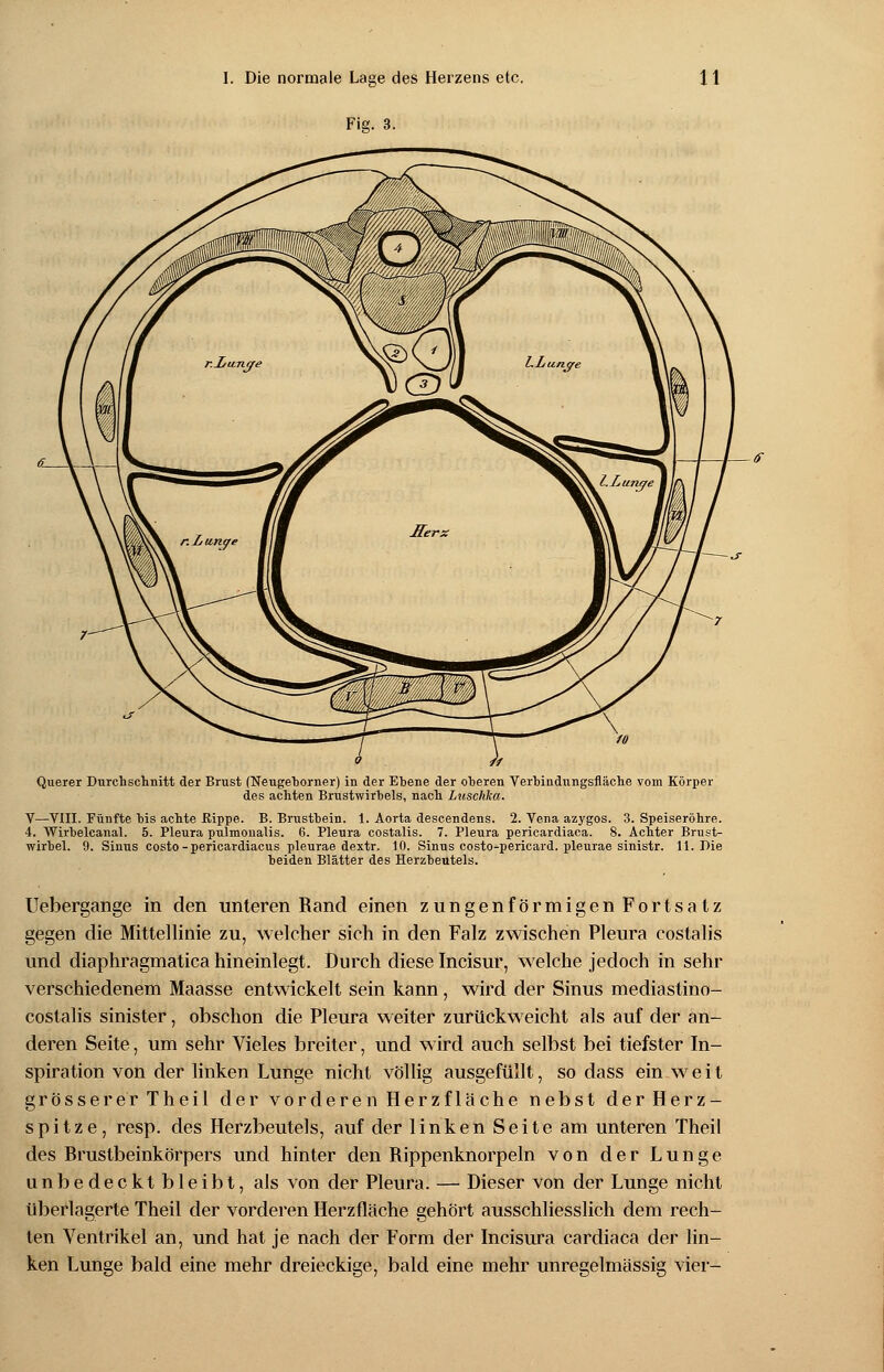 Fig. 3. Querer Durchschnitt der Brust (Neugeborner) in der Ebene der oheren Verbindnngsfläche vom Körper des achten Brustwirbels, nach Luschka. V—VIII. Fünfte bis achte Rippe. B. Brustbein. 1. Aorta descendens. 2. Vena azygos. 3. Speiseröhre. 4. Wirbelcanal. 5. Pleura pulmonalis. (5. Pleura costalis. 7. Pleura pericardiaea. 8. Achter Brust- wirbel. 9. Sinus costo-pericardiacus pleurae dextr. 10. Sinus costo-pericard. pleurae sinistr. 11. Die beiden Blätter des Herzbeutels. Uebergange in den unteren Rand einen zungenförmigen Fortsatz gegen die Mittellinie zu, welcher sich in den Falz zwischen Pleura costalis und diaphragmatica hineinlegt. Durch diese Incisur, welche jedoch in sehr verschiedenem Maasse entwickelt sein kann , wird der Sinus mediastino- costalis sinister, obschon die Pleura weiter zurückweicht als auf der an- deren Seite, um sehr Vieles breiter, und wird auch selbst bei tiefster In- spiration von der linken Lunge nicht völlig ausgefüllt, so dass ein weit grösserer Theil der vorderen Herzflache nebst der Herz- spitze, resp. des Herzbeutels, auf der linken Seite am unteren Theil des Brustbeinkörpers und hinter den Rippenknorpeln von der Lunge unbedeckt bleibt, als von der Pleura. — Dieser von der Lunge nicht überlagerte Theil der vorderen Herzfläche gehört ausschliesslich dem rech- ten Ventrikel an, und hat je nach der Form der Incisura cardiaca der lin- ken Lunge bald eine mehr dreieckige, bald eine mehr unregelmässig vier-