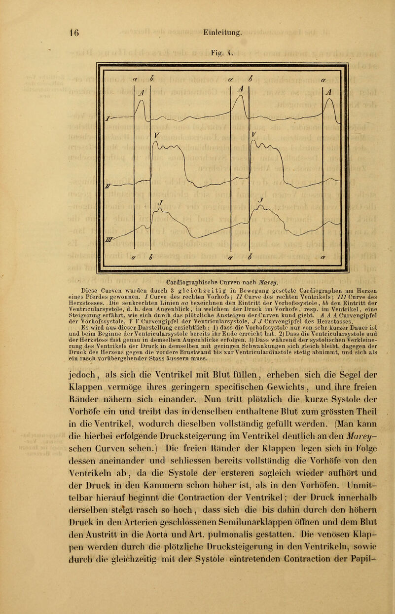 Fig. 4. Cardiographische Curven nach Marey. Diese Curven wurden durch 3 gleichzeitig in Bewegung gesetzte Cardiographen am Herzen eines Pferdes gewonnen. / Curve des rechten Vorhofs; Z/Curvedes rechten Ventrikels ; iXT Curve des Herzstosses. Die senkrechten Linien aa hezeichnen den Eintritt der Vorhofssystole, hb den Eintritt der Ventricularsystole, d. h. den Augenblick, in welchem der Druck im Vorhofe, resp. im Ventrikel, eine Steigerung erfährt, wie sich durch das plötzliche Ansteigen der Curven kund giebt. A A A Curvengipfel der Vorhofssystole, V V Curvengipfel der Ventricularsystole, ./ J Curvengipfel des Herzstosses. Es wird aus dieser Darstellung ersichtlich : 1) dass die Vorhofssystole nur von sehr kurzer Dauer ist und heim Beginne der Ventricularsystole bereits ihr Ende erreicht hat. 2) Dass die Ventricularsystole uud derHerzstoss fast genau in demselben Augenblicke erfolgen. 3) Dass während der systolischen Verkleine- rung des Ventrikels der Druck in demselben mit geringen Schwankungen sich gleich bleibt, dagegen der Druck des Herzens gegen die vordere Brustwaud bis zurVentriculardiastole stetig abnimmt, und sich als ein rasch vorübergehender Stoss äussern muss. jedoch, als sich die Ventrikel mit Blut füllen, erheben sich die Segel der Klappen vermöge ihres geringern specifischen Gewichts, und ihre freien Ränder nähern sich einander. Nun tritt plötzlich die kurze Systole der Vorhöfe ein und treibt das in denselben enthaltene Blut zum grössten Theil in die Ventrikel, wodurch dieselben vollständig gefüllt werden. (Man kann die hierbei erfolgende Drucksteigerung im Ventrikel deutlich an den Murey- schen Curven sehen.) Die freien Ränder der Klappen legen sich in Folge dessen aneinander und sehhessen bereits vollständig die Vorhöfe von den Ventrikeln ab, da die Systole der ersteren sogleich wieder aufhört und der Druck in den Kammern schon höher ist, als in den Vorhöfen. Unmit- telbar hierauf beginnt die Contraction der Ventrikel; der Druck innerhalb derselben steigt rasch so hoch, dass sich die bis dahin durch den höhern Druck in den Arterien geschlossenen Semilunarklappen öffnen und dem Blut den Austritt in die Aorta und Art. pulmonalis gestatten. Die venösen Klap- pen werden durch die plötzliche ürucksteigerung in den Ventrikeln, sowie durch die gleichzeitig mit der Systole eintretenden Contraction der Papil-