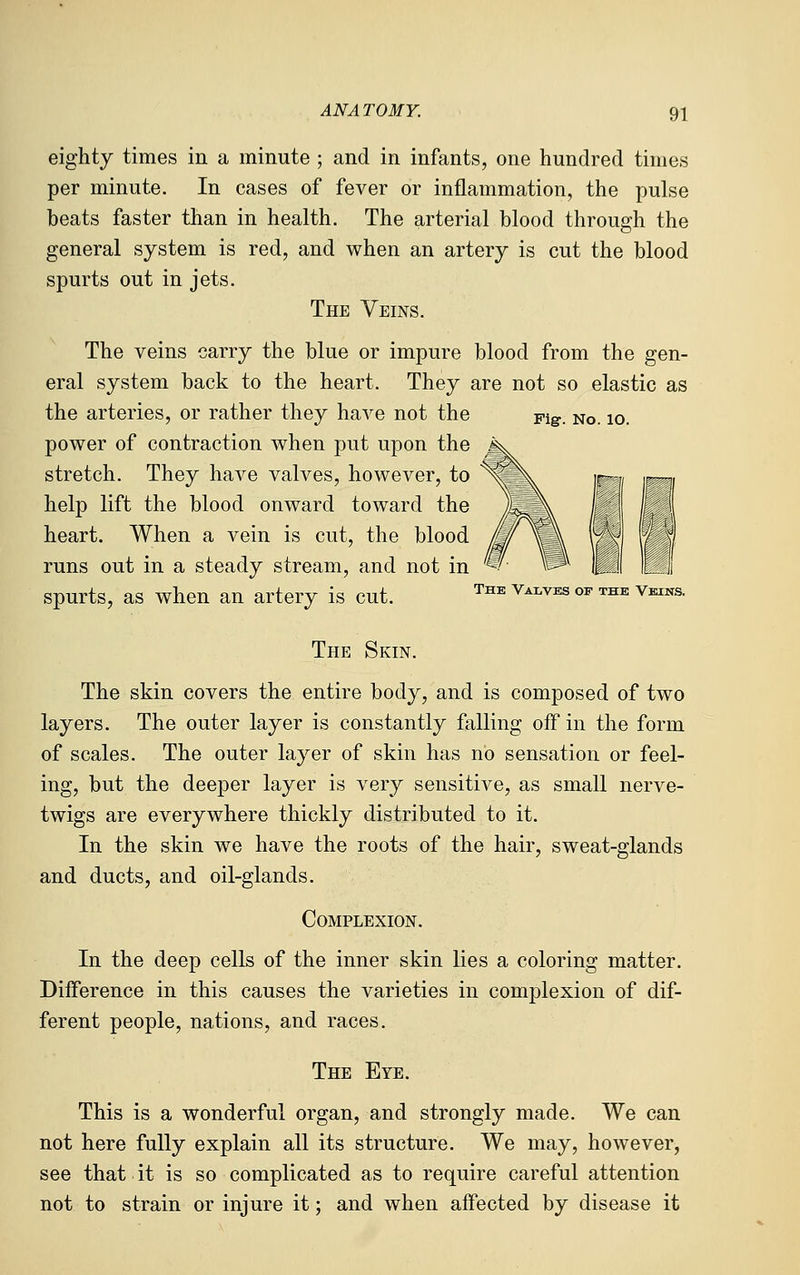 eighty times in a minute ; and in infants, one hundred times per minute. In cases of fever or inflammation, the pulse beats faster than in health. The arterial blood through the general system is red, and when an artery is cut the blood spurts out in jets. The Veins. The veins carry the blue or impure blood from the gen- eral system back to the heart. They are not so elastic as the arteries, or rather they have not the ^ig. no. lo. power of contraction when put upon the stretch. They have valves, however, to help lift the blood onward toward the heart. When a vein is cut, the blood runs out in a steady stream, and not in spurts, as when an artery is cut. the valves of the vbins. The Skin. The skin covers the entire body, and is composed of two layers. The outer layer is constantly falling off in the form of scales. The outer layer of skin has no sensation or feel- ing, but the deeper layer is very sensitive, as small nerve- twigs are everywhere thickly distributed to it. In the skin we have the roots of the hair, sweat-glands and ducts, and oil-glands. Complexion. In the deep cells of the inner skin lies a coloring matter. Difference in this causes the varieties in complexion of dif- ferent people, nations, and races. The Eye. This is a wonderful organ, and strongly made. We can not here fully explain all its structure. We may, however, see that it is so complicated as to require careful attention not to strain or injure it; and when affected by disease it