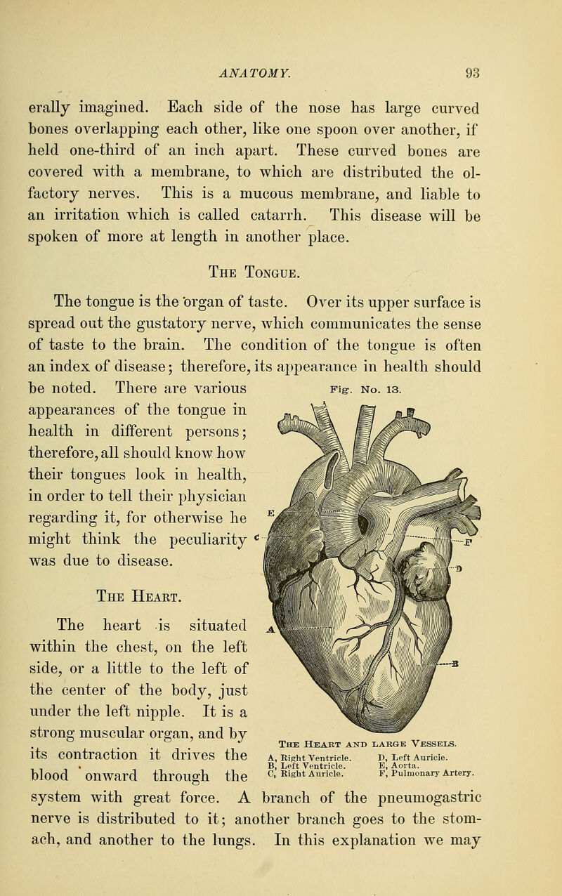 Fig-. No. 13. erally imagined. Each side of the nose has large curved bones overlapping each other, like one spoon over another, if held one-third of an inch apart. These curved bones are covered with a membrane, to which are distributed the ol- factory nerves. This is a mucous membrane, and liable to an irritation which is called catarrh. This disease will be spoken of more at length in another place. The Tongue. The tongue is the 'organ of taste. Over its upper surface is spread out the gustatory nerve, which communicates the sense of taste to the brain. The condition of the tongue is often an index of disease; therefore, its appearance in health should be noted. There are various appearances of the tongue in health in different persons; therefore, all should know how their tongues look in health, in order to tell their physician regarding it, for otherwise he might think the peculiarity ^ was due to disease. The Heart. The heart is situated within the chest, on the left side, or a little to the left of the center of the body, just under the left nipple. It is a strong muscular organ, and by its contraction it drives the blood onward through the system with great force. A branch of the pneumogastric nerve is distributed to it; another branch goes to the stom- ach, and another to the lungs. In this explanation we may The Heart and large Vessels. A, Right Ventricle. B, Left Ventricle. C, Eight Auricle. D, Left Auricle. E, Aorta. F, Pulmonary Artery.