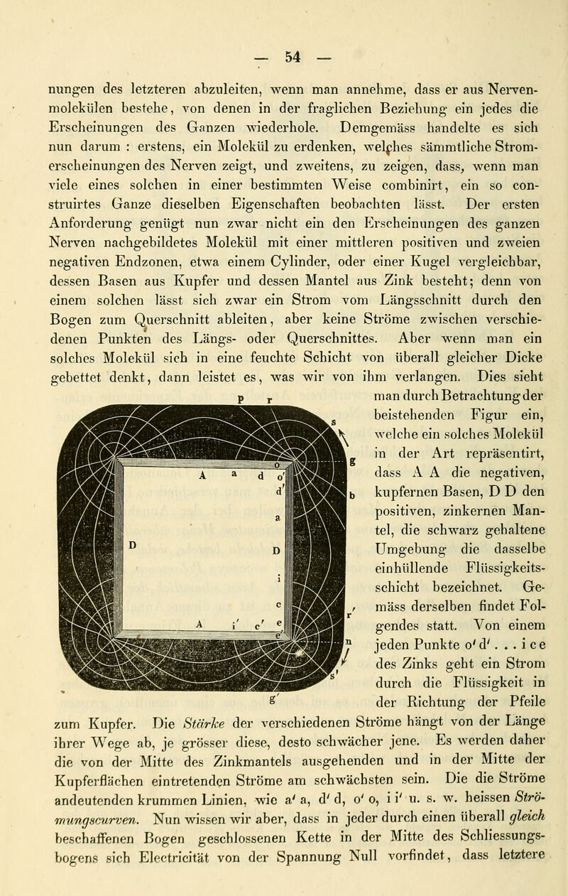 nungen des letzteren abzuleiten, wenn man annehme, dass er aus Nerven- molekülen bestehe, von denen in der fraglichen Beziehung ein jedes die Erscheinungen des Ganzen wiederhole. Demgemäss handelte es sich nun darum : erstens, ein Molekül zu erdenken, welphes sämmtliche Strom- erscheinungen des Nerven zeigt, und zweitens, zu zeigen, dass, wenn man viele eines solchen in einer bestimmten Weise combinirt, ein so con- struirtes Ganze dieselben Eigenschaften beobachten lässt. Der ersten Anforderung genügt nun zM^ar nicht ein den Erscheinungen des ganzen Nerven nachgebildetes Molekül mit einer mittleren positiven und zweien negativen Endzonen, etwa einem Cylinder, oder einer Kugel vergleichbar, dessen Basen aus Kupfer und dessen Mantel aus Zink besteht; denn von einem solchen lässt sich zwar ein Strom vom Längsschnitt durch den Bogen zum Querschnitt ableiten, aber keine Ströme zwischen verschie- denen Punkten des Längs- oder Querschnittes. Aber wenn man ein solches Molekül sich in eine feuchte Schicht von überall gleicher Dicke gebettet denkt, dann leistet es, was wir von ihm verlangen. Dies sieht man durch Betrachtung der beistehenden Figur ein, welche ein solches Molekül in der Art repräsentirt, dass A A die negativen, kupfernen Basen, D D den positiven, zinkernen Man- tel, die schwarz gehaltene Umgebung die dasselbe einhüllende Flüssigkeits- schicht bezeichnet. Ge- mäss derselben findet Fol- gendes statt. Von einem jeden Punkte o' d'. . . i c e des Zinks geht ein Strom durch die Flüssigkeit in der Richtung der Pfeile zum Kupfer. Die Stärke der verschiedenen Ströme hängt von der Länge ihrer Wege ab, je grösser diese, desto schwächer jene. Es werden daher die von der Mitte des Zinkmantels ausgehenden und in der Mitte der Kupferflächen eintretenden Ströme am schwächsten sein. Die die Ströme andeutenden krummen Linien, wie a' a, d' d, o' o, i i' u. s. w. heissen Strö- mungscMTven. Nun wissen wir aber, dass in jeder durch einen überall gleich beschaffenen Bogen geschlossenen Kette in der Mitte des Schliessungs- bogens sich Electricität von der Spannung Null vorfindet, dass letztere