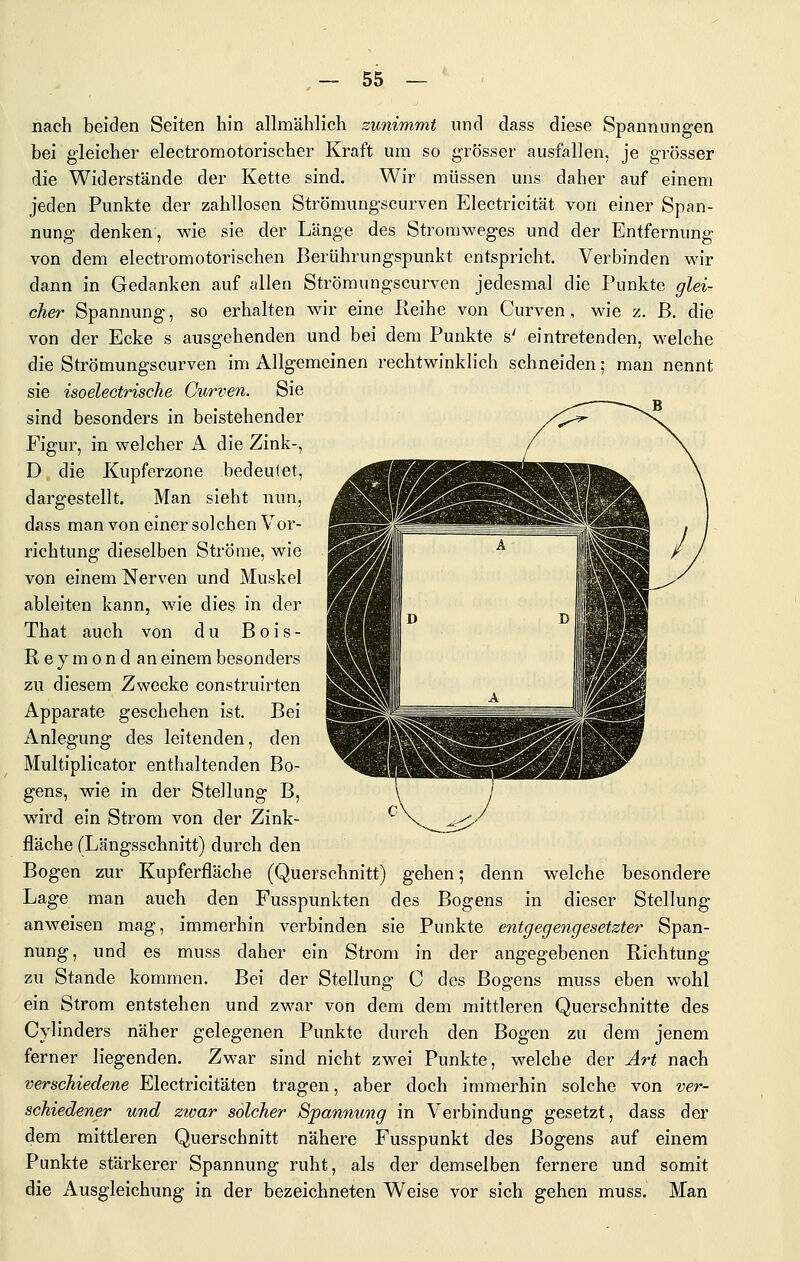 nach beiden Seiten hin allmählich zunimmt und dass diese Spannungen bei gleicher electromotorischer Kraft um so grösser ausfallen, je grösser die Widerstände der Kette sind. Wir müssen uns daher auf einem jeden Punkte der zahllosen Strömungscurven Electricität von einer Span- nung denken, wie sie der Länge des Stromweges und der Entfernung von dem electromotorischen Berührungspunkt entspricht. Verbinden wir dann in Gedanken auf allen Strömungscurven jedesmal die Punkte glei- cher Spannung, so erhalten wir eine Peihe von Curven, wie z. B. die von der Ecke s ausgehenden und bei dem Punkte s' eintretenden, welche die Strömungscurven im Allgemeinen rechtwinklich schneiden; man nennt sie isoelectrische Curven. Sie sind besonders in beistehender Figur, in welcher A die Zink-, D die Kupferzone bedeulet, dargestellt. Man sieht nun, dass man von einer solchen Vor- richtung dieselben Ströme, wie von einem Nerven und Muskel ableiten kann, wie dies in der That auch von du Bois- Rey mondän einem besonders zu diesem Zwecke construirten Apparate geschehen ist. Bei Anlegung des leitenden, den Multiplicator enthaltenden Bo- gens, wie in der Stellung B, wird ein Strom von der Zink- fläche (Längsschnitt) durch den Bogen zur Kupferfläche (Querschnitt) gehen; denn welche besondere Lage man auch den Fusspunkten des Bogens in dieser Stellung anweisen mag, immerhin verbinden sie Punkte entgegengesetzter Span- nung, und es muss daher ein Strom in der angegebenen Richtung zu Stande kommen. Bei der Stellung C des Bogens muss eben wohl ein Strom entstehen und zwar von dem dem mittleren Querschnitte des Cylinders näher gelegenen Punkte durch den Bogen zu dem jenem ferner liegenden. Zwar sind nicht zwei Punkte, welche der Art nach verschiedene Electricitäten tragen, aber doch immerhin solche von ver- schiedener und zwar solcher Spannung in Verbindung gesetzt, dass der dem mittleren Querschnitt nähere Fusspunkt des Bogens auf einem Punkte stärkerer Spannung ruht, als der demselben fernere und somit die Ausgleichung in der bezeichneten Weise vor sich gehen muss. Man
