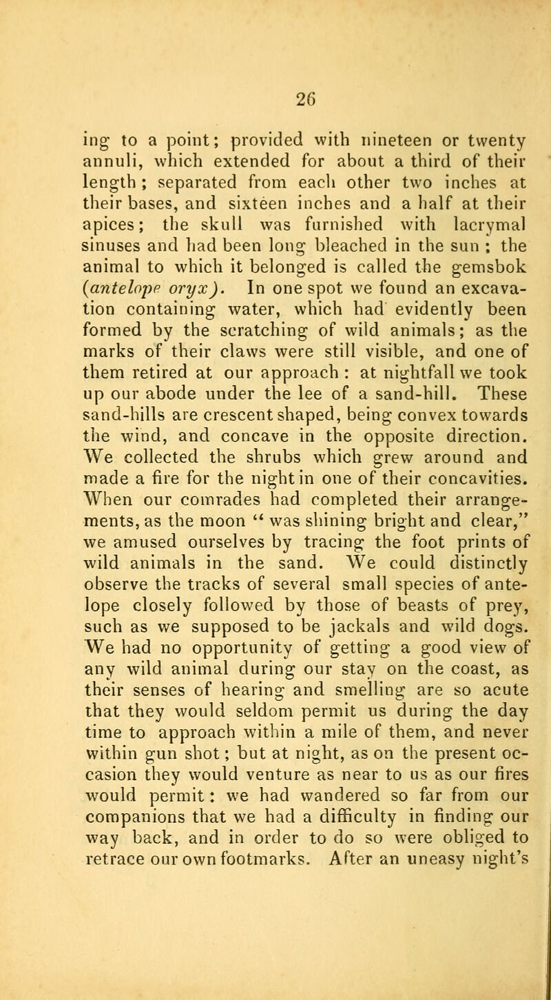 ing to a point; provided with nineteen or twenty annuli, which extended for about a third of their length ; separated from eacli other two inches at their bases, and sixteen inches and a half at their apices; the skull was furnished with lacrymal sinuses and had been long bleached in the sun ; the animal to which it belonged is called the gemsbok (antelope oryx). In one spot we found an excava- tion containing water, which had evidently been formed by the scratching of wild animals; as the marks of their claws were still visible, and one of them retired at our approach : at nightfall we took up our abode under the lee of a sand-hill. These sand-hills are crescent shaped, being convex towards the wind, and concave in the opposite direction. We collected the shrubs which grew around and made a fire for the night in one of their concavities. When our comrades had completed their arrange- ments, as the moon  was shining bright and clear, we amused ourselves by tracing the foot prints of wild animals in the sand. We could distinctly observe the tracks of several small species of ante- lope closely followed by those of beasts of prey, such as we supposed to be jackals and wild dogs. We had no opportunity of getting a good view of any wild animal during our stay on the coast, as their senses of hearing and smelling are so acute that they would seldom permit us during the day time to approach within a mile of them, and never within gun shot; but at night, as on the present oc- casion they would venture as near to us as our fires would permit: we had wandered so far from our companions that we had a difficulty in finding our way back, and in order to do so were obliged to retrace our own footmarks. After an uneasy night's