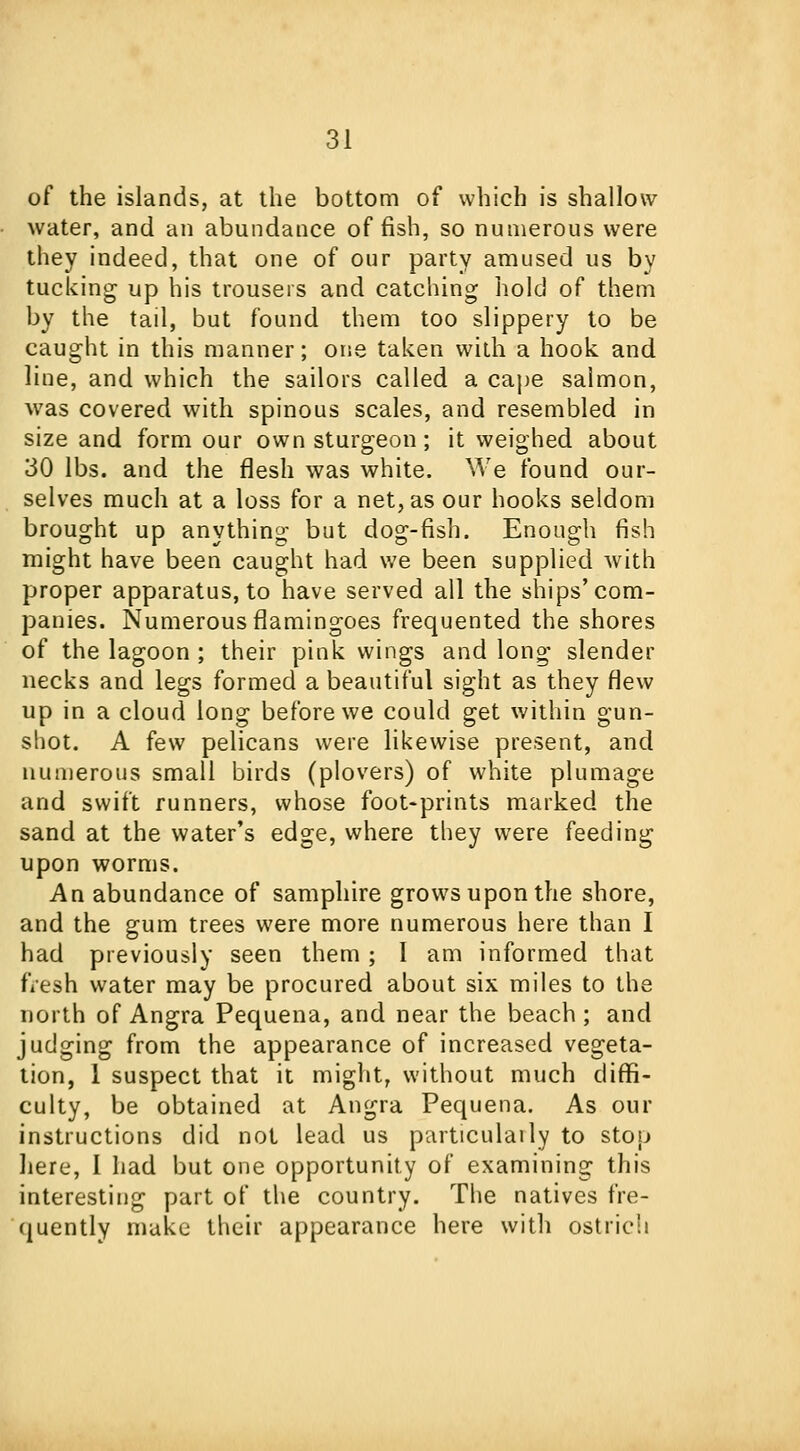 of the islands, at the bottom of which is shallow water, and an abundance offish, so numerous were they indeed, that one of onr party amused us by tucking up his trousers and catching hold of them by the tail, but found them too slippery to be caught in this manner; one taken with a hook and line, and which the sailors called a cape salmon, was covered with spinous scales, and resembled in size and form our own sturgeon; it weighed about 30 lbs. and the flesh was white. We found our- selves much at a loss for a net, as our hooks seldom brought up anything but dog-fish. Enough fish might have been caught had we been supplied with proper apparatus, to have served all the ships'com- panies. Numerous flamingoes frequented the shores of the lagoon ; their pink wings and long slender necks and legs formed a beautiful sight as they flew up in a cloud long before we could get within gun- shot. A few pelicans were likewise present, and numerous small birds (plovers) of white plumage and swift runners, whose foot-prints marked the sand at the water's edge, where they were feeding upon worms. An abundance of samphire grows upon the shore, and the gum trees were more numerous here than I had previously seen them; I am informed that fVesh water may be procured about six miles to the north of Angra Pequena, and near the beach ; and judging from the appearance of increased vegeta- tion, 1 suspect that it might, without much diffi- culty, be obtained at Angra Pequena. As our instructions did not lead us particularly to stop here, I had but one opportunity of examining this interesting part of the country. The natives fre- quently make their appearance here with ostrich