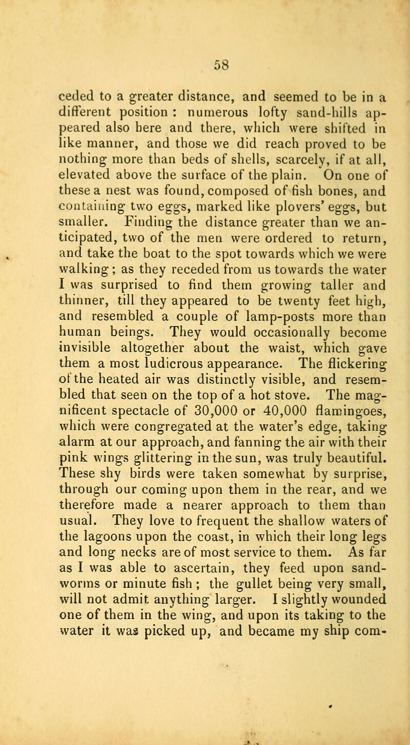 ceded to a greater distance, and seemed to be in a different position : numerous lofty sand-hills ap- peared also here and there, which were shifted in like manner, and those we did reach proved to be nothing more than beds of shells, scarcely, if at all, elevated above the surface of the plain. On one of these a nest was found, composed offish bones, and containing two eggs, marked like plovers' eggs, but smaller. Finding the distance greater than we an- ticipated, two of the men were ordered to return, and take the boat to the spot towards which we were walking; as they receded from us towards the water I was surprised to find them growing taller and thinner, till they appeared to be twenty feet high, and resembled a couple of lamp-posts more than human beings. They would occasionally become invisible altogether about the waist, which gave them a most ludicrous appearance. The flickering of the heated air was distinctly visible, and resem- bled that seen on the top of a hot stove. The mag- nificent spectacle of 30,000 or 40,000 flamingoes, which were congregated at the water's edge, taking alarm at our approach, and fanning the air with their pink wings glittering in the sun, was truly beautiful. These shy birds were taken somewhat by surprise, through our coming upon them in the rear, and we therefore made a nearer approach to them than usual. They love to frequent the shallow waters of the lagoons upon the coast, in which their long legs and long necks are of most service to them. As far as I was able to ascertain, they feed upon sand- worms or minute fish ; the gullet being very small, will not admit anything larger. I slightly wounded one of them in the wing, and upon its taking to the water it was picked up, and became my ship com-