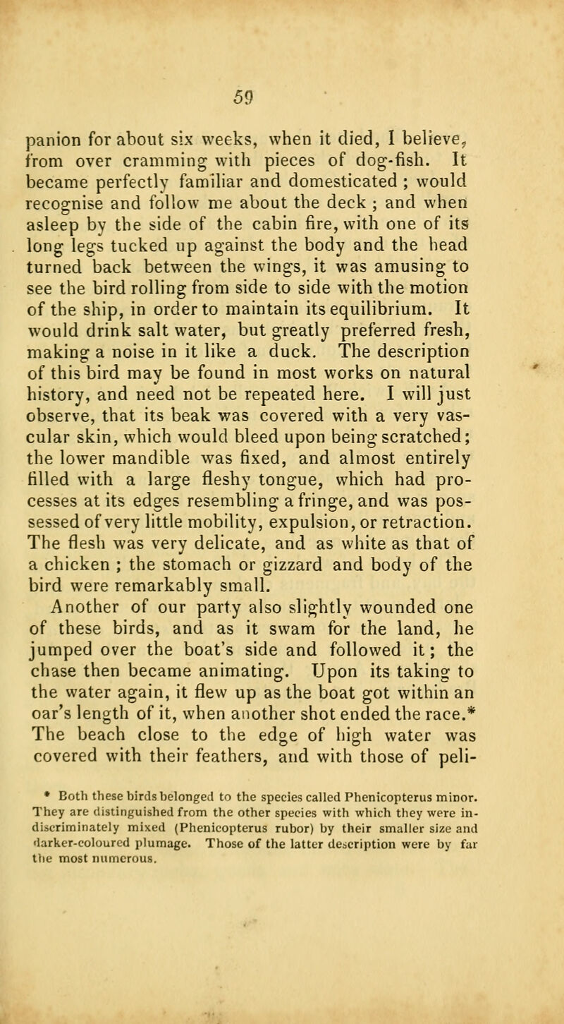 panion for about six weeks, when it died, I believe? from over cramming with pieces of dog-fish. It became perfectly familiar and domesticated ; would recognise and follow me about the deck ; and when asleep by the side of the cabin fire, with one of its long legs tucked up against the body and the head turned back between the wings, it was amusing to see the bird rolling from side to side with the motion of the ship, in order to maintain its equilibrium. It would drink salt water, but greatly preferred fresh, making a noise in it like a duck. The description of this bird may be found in most works on natural history, and need not be repeated here. I will just observe, that its beak was covered with a very vas- cular skin, which would bleed upon being scratched; the lower mandible was fixed, and almost entirely filled with a large fleshy tongue, which had pro- cesses at its edges resembling a fringe, and was pos- sessed of very little mobility, expulsion, or retraction. The flesh was very delicate, and as white as that of a chicken ; the stomach or gizzard and body of the bird were remarkably small. Another of our party also slightly wounded one of these birds, and as it swam for the land, he jumped over the boat's side and followed it; the chase then became animating. Upon its taking to the water again, it flew up as the boat got within an oar's length of it, when another shot ended the race.* The beach close to the edge of high water was covered with their feathers, and with those of peli- • Both these birdshelonged to the species called Phenicopterus minor. They are distinguished from the other species with which they were in- discriminately mixed (Phenicopterus rubor) by their smaller size and •larker-coloured plumage. Those of the latter description were by far the most numerous.