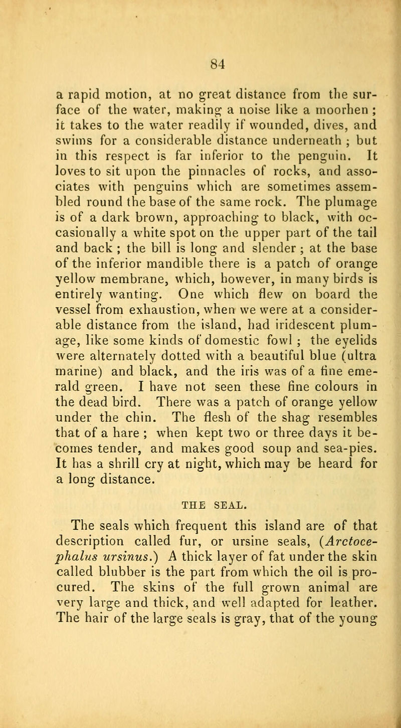 a rapid motion, at no great distance from the sur- face of the water, making a noise like a moorhen ; it takes to the water readily if wounded, dives, and swims for a considerable distance underneath ; but in this respect is far inferior to the penguin. It loves to sit upon the pinnacles of rocks, and asso- ciates with penguins which are sometimes assem- bled round the base of the same rock. The plumage is of a dark brown, approaching to black, with oc- casionally a white spot on the upper part of the tail and back ; the bill is long and slender; at the base of the inferior mandible there is a patch of orange yellow membrane, which, however, in many birds is entirely wanting. One which flew on board the vessel from exhaustion, when we were at a consider- able distance from the island, had iridescent plum- age, like some kinds of domestic fowl ; the eyelids were alternately dotted with a beautiful blue (ultra marine) and black, and the iris was of a fine eme- rald green. I have not seen these fine colours in the dead bird. There was a patch of orange yellow under the chin. The flesh of the shag resembles that of a hare ; when kept two or three days it be- comes tender, and makes good soup and sea-pies. It has a shrill cry at night, which may be heard for a long distance. THE SEAL. The seals which frequent this island are of that description called fur, or ursine seals, (Arctoce- phalus ursinus.) A thick layer of fat under the skin called blubber is the part from which the oil is pro- cured. The skins of the full grown animal are very large and thick, and well adapted for leather. The hair of the large seals is gray, that of the young
