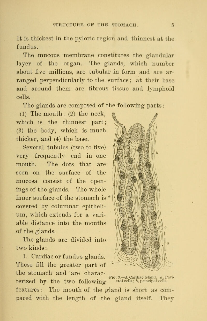 It is thickest in the pyloric region and thinnest at the fundus. The mucous membrane constitutes the glandular layer of the organ. The glands, which number about five millions, are tubular in form and are ar- ranged perpendicularly to the surface; at their base and around them are fibrous tissue and lymphoid cells. The glands are composed of the following parts: (1) The mouth; (2) the neck, which is the thinnest part; (3) the body, which is much thicker, and (4) the base. Several tubules (two to five) very frequently end in one mouth. The dots that are seen on the surface of the mucosa consist of the open- ings of the glands. The whole inner surface of the stomach is covered by columnar epitheli- um, which extends for a vari- able distance into the mouths of the glands. The glands are divided into two kinds: 1. Cardiac or fundus glands. These fill the greater part of the stomach and are charac- terized by the two following features: The mouth of the gland is short as com- pared with the length of the gland itself. They Fig. 3.—A Cardiac Gland, a, Pari- etal cells; b, principal cells.