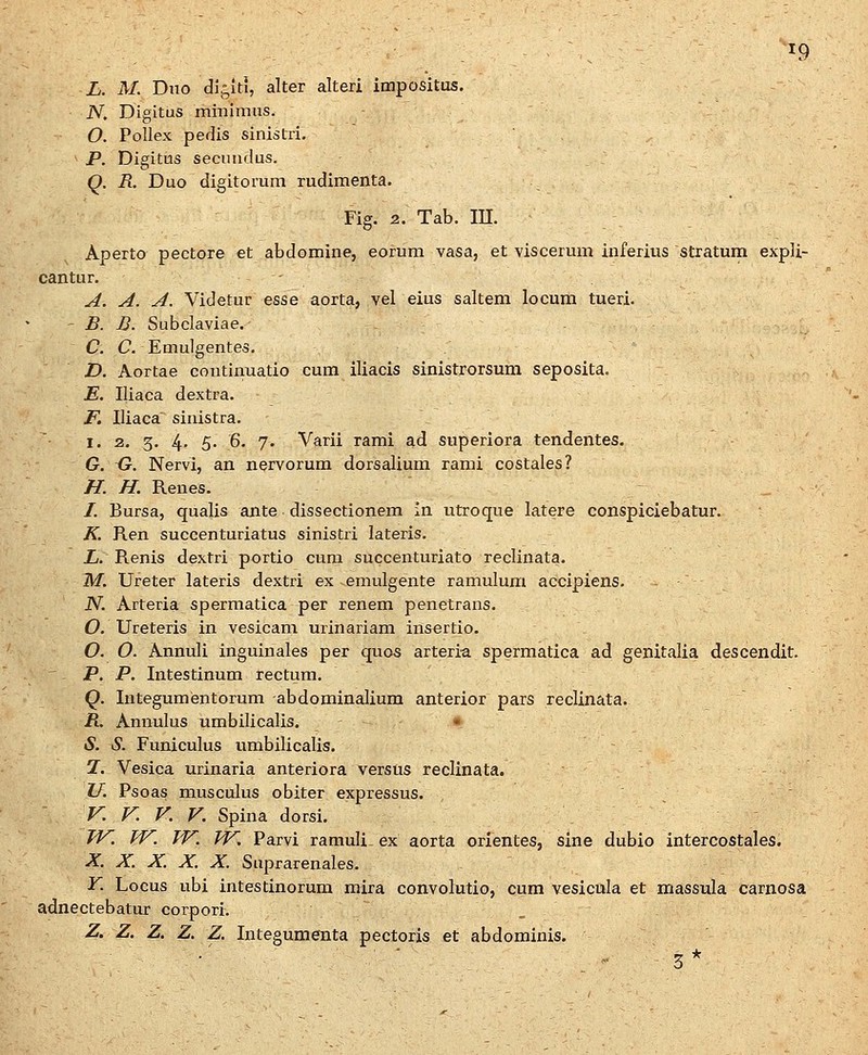 L. M Dno di^iti, alter alteri impositiis. iV. Digitus minimus. O. Pollex pedis sinistri. P. Digitus secmidus. 0. R. Duo digitorum rudimenta. Fig. 2. Tab. III. Aperta pectore et abdomine, eorum vasa, et viscerum inferius stratum expli- cantur. A. A. A. Videtur esse aorta, vel eius saltem locum tueri. - B. B. Subclaviae. C. C. Emulgentes. D. Aortae continuatio cum iliacis sinistrorsum seposita. E. Iliaca dextra. F. Iliaca^ sinistra. 1. 2. 3. 4- 5- 6. 7. Varii rami ad superiora tendentes. G. G. Nervi, an nervorum dorsalium rami costales? H. H. Renes. /. Bursa, qualis aiite dissectionem in utroque latere conspiciebatur. K. Ren succenturiatus sinistri lateris. £. Renis dextri portio cum succenturiato reclinata. M. Ureter lateris dextri ex emulgente ramulura accipiens. N. Arteria spermatica per renem penetrans. O. Ureteris in vesicam urinariam insertio. O. O. Annuli inguinales per quos arteri^ spermatica ad genitalia descendit. ' - P. P. Intestinum rectum. Q. Integumentorum abdominalium anterior pars reclinata. R. Annulus umbilicalis. • S. S. Funiculus umbilicalis. 2. Vesica urinaria anteriora versus reclinata. U. Psoas musculus obiter expressus. V. V. V. V. Spina dorsi. /^ W. IV. W, Parvi ramuli_ ex aorta orientes, sine dubio intercostales. X. X. X. X. X. Suprarenales. Y. Locus ubi intestinorum mira convolutio, cum vesicula et massula carnosa adnectebatur corpori. Z. Z. Z. Z. Z. Integumenta pectoris et abdominis.