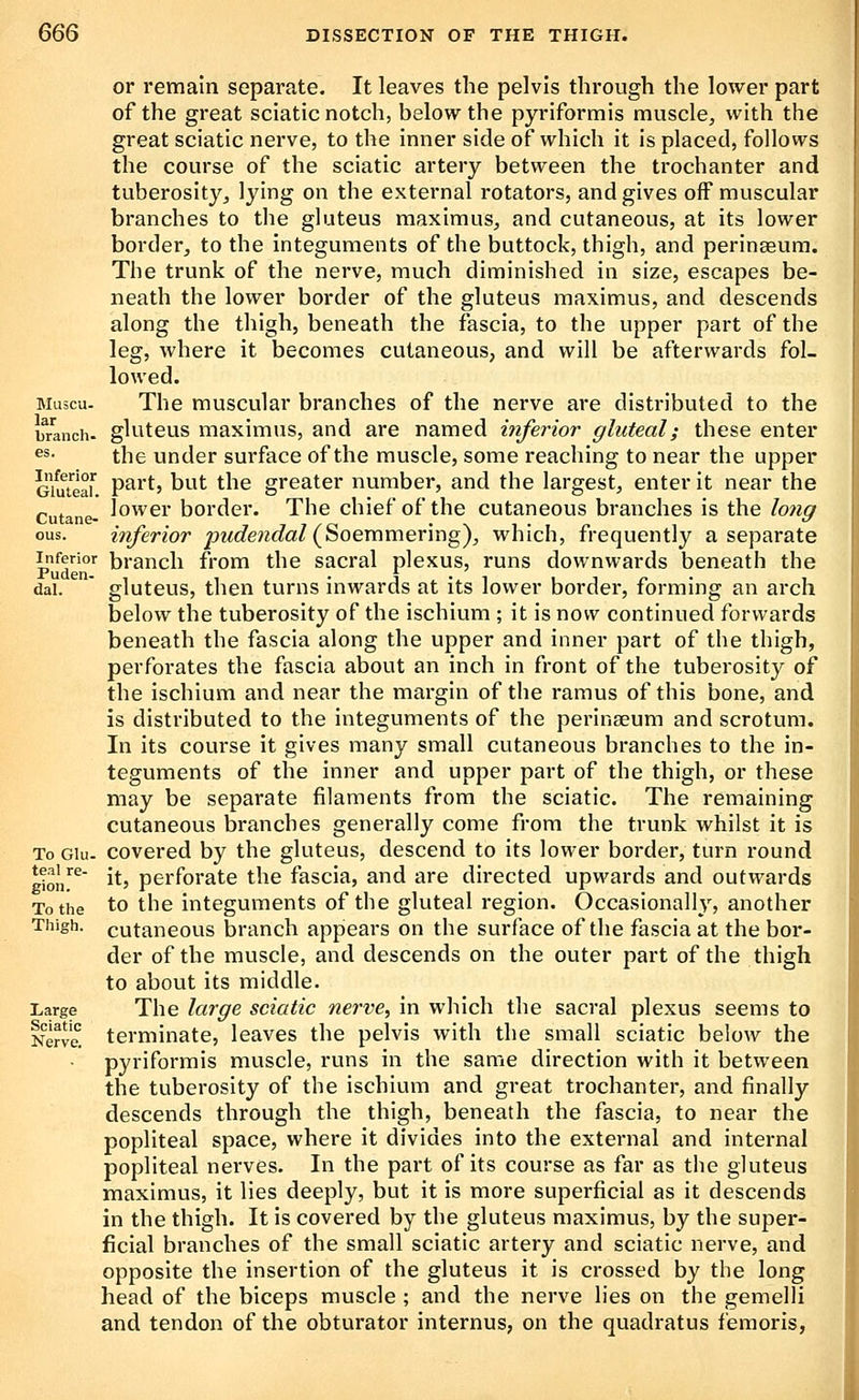 or remain separate. It leaves the pelvis through the lower part of the great sciatic notch, below the pyriformis muscle, with the great sciatic nerve, to the inner side of which it is placed, follows the course of the sciatic artery between the trochanter and tuberosity, lying on the external rotators, and gives off muscular branches to the gluteus maximus, and cutaneous, at its lower border, to the integuments of the buttock, thigh, and peringeum. The trunk of the nerve, much diminished in size, escapes be- neath the lower border of the gluteus maximus, and descends along the thigh, beneath the fascia, to the upper part of the leg, where it becomes cutaneous, and will be afterwards fol- lowed. Muscu. The muscular branches of the nerve are distributed to the branch, glutcus maximus, and are named inferior gluteal; these enter ^^- the under surface of the muscle, some reaching to near the upper efuteaf P^i'tj but the greater number, and the largest, enter it near the cutane- ^owcr border. The chief of the cutaneous branches is the lo?ig ous. inferior pudendal (^oercwner'mg), which, frequently a separate Inferior branch from the sacral plexus, runs downwards beneath the dai. ' gluteus, then turns inwards at its lower border, forming an arch below the tuberosity of the ischium ; it is now continued forwards beneath the fascia along the upper and inner part of the thigh, perforates the fascia about an inch in front of the tuberosity of the ischium and near the margin of the ramus of this bone, and is distributed to the integuments of the perinaeum and scrotum. In its course it gives many small cutaneous branches to the in- teguments of the inner and upper part of the thigh, or these may be separate filaments from the sciatic. The remaining cutaneous branches generally come from the trunk whilst it is To Giu- covered by the gluteus, descend to its lower border, turn round gtot/^ it, perforate the fascia, and are directed upwards and outwards To the to the integuments of the gluteal region. Occasionally, another Thigh, cutaneous branch appears on the surface of the fascia at the bor- der of the muscle, and descends on the outer part of the thigh to about its middle. Large The large sciatic nerve, in which the sacral plexus seems to Kervft terminate, leaves the pelvis with the small sciatic below the pyriformis muscle, runs in the same direction with it between the tuberosity of the ischium and great trochanter, and finally descends through the thigh, beneath the fascia, to near the popliteal space, where it divides into the external and internal popliteal nerves. In the part of its course as far as the gluteus maximus, it lies deeply, but it is more superficial as it descends in the thigh. It is covered by the gluteus maximus, by the super- ficial branches of the small sciatic artery and sciatic nerve, and opposite the insertion of the gluteus it is crossed by the long head of the biceps muscle ; and the nerve lies on the gemelli and tendon of the obturator internus, on the quadratus feraoris,