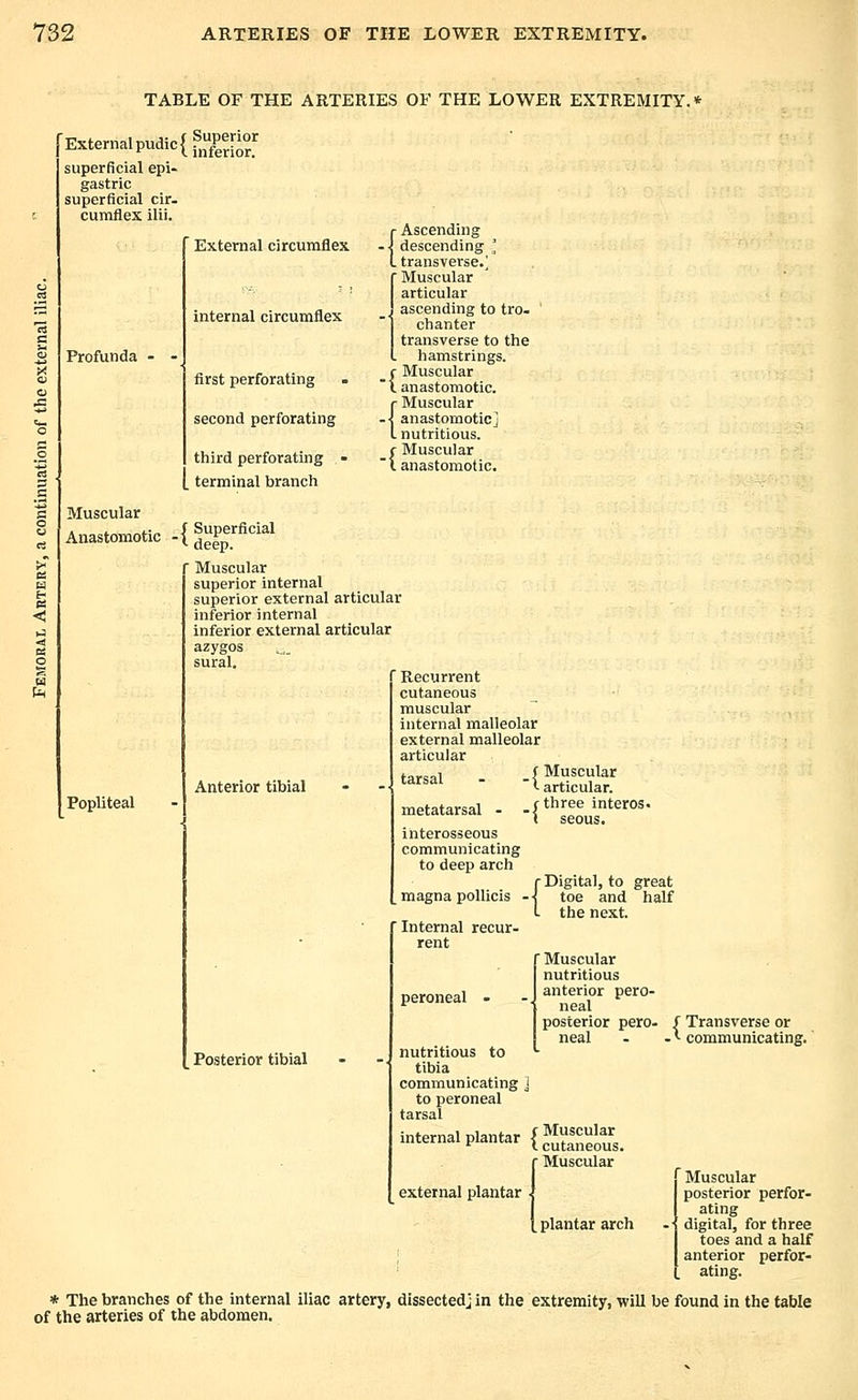 TABLE OF THE ARTERIES OF THE LOWER EXTREMITY.* Externalpudic{^;^^nor superficial epi- gastric superficial cir. cumflex ilii. Profunda - External circumflex internal circumflex first perforating second perforating third perforating - terminal branch {Ascending descending I transverse.' r Muscular articular 1' ascending to tro- chanter transverse to the hamstrings. _ f Muscular  I anastomotic. {Muscular anastomotic] nutritious. r Muscular I anastomotic. Muscular Anastomotic S Superficial '•■ deep. f Muscular superior internal superior external articular inferior internal inferior external articular Popliteal Anterior tibial Recurrent cutaneous muscular internal malleolar external malleolar articular f Muscular <■ articular, fthree interos. t seous. interosseous communicating to deep arch Digital, to great toe and half the next. tarsal metatarsal magna pollicis Posterior tibial Internal recur- rent peroneal r Muscular nutritious anterior pero- neal posterior pero- neal nutritious to tibia communicating j to peroneal ;rrLl plantar {Muscul-s. Muscular external plantar plantar arch ■ Transverse or ■ communicating. Muscular posterior perfor- ating digital, for three toes and a half anterior perfor- ating. * The branches of the internal iliac artery, dissectedj in the extremity, will be found in the table of the arteries of the abdomen.