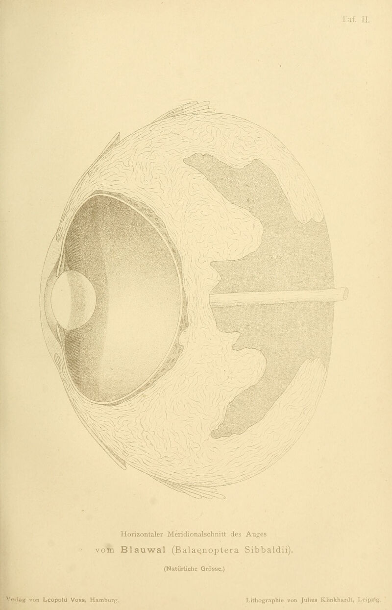 Horizontaler Meridionalschnitt des Auges vom Blau-wal (Balaenoptera Sibbaldii). (Natürliche Grösse.)