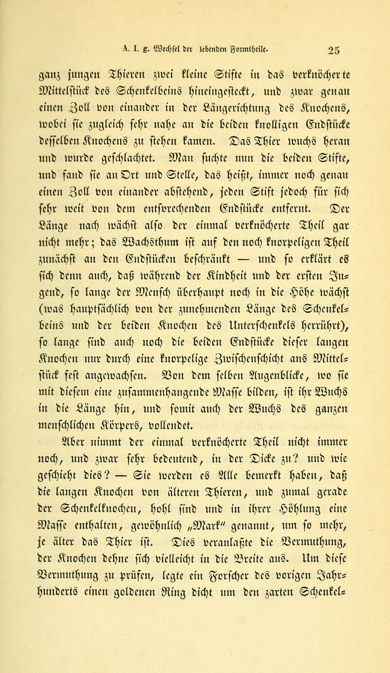 gan$ fangen gieren #wi Keine (Stifte tit ba§ berfnöc^er tc SDHttelfifttC bcö ©djcnfclBeiuä ^ineingejlecft, unb jmar genau einen Soll bon einanber in ber Sängeridjtung bc§ ÄnocfyenS, moBci ftc juglcidj fc^r nalje an bie Reiben fnoffigen ©nbjn'ttfe bcffclBcn ÄnodjcnS ju flehen fanten. £>a§ SUjicr nnicfyS fyeran unb mürbe gcfcfylacfytct. ZOlan fucfyte nun bfe Beiben Stifte, unb faub ft'c an Drt unb <^teCTc, ba§ §t\%t, immer nodj genau einen BoU Bon einanber aBftefyenb, jebcu «Stift jebodj für ftcf> fe^r töeif bon bem entfbredjenben ©nbfttnfc entfernt. ©er Sänge naef) mädjft alfo ber einmal tocrfnbcfjcrte Streif gar nidjt meljr; baö SBadjSttjum tft auf ben noef) ftiorbcligen SHjeil junäcfyft an ben ©nbftüifen Befcfyränl't — unb fo erklärt e8 fid) benu aurf), bajj mäljrenb ber Äinbljcit unb ber erften ^u* genb, fo tauge ber Stfcnfcf) üBerfyaubt noef) in bie $ft$e mätf)ft (ma§ Kjaubtfäcfytidj bon ber junetjmenben Sänge be§ (Scfyenfels BetnS unb ber Beiben fötodjcn bc3 UntcrfcfyenMS tycrrütyrt), fo lange finb auef) uod) bie Beiben Gmbftücfe biefer laugen Änodjen nur burdj eine tnorbelige 3nrifd)enfd)id)t anö Mittels fiücf feft angcmacfyfcm 33on bem feiten §(ugenBlicf'e, mo fie mit biefem eine jufammen^angenbe äWaffe Bilben, ift fljr 2öucJ)ö in bie Sänge fyin, unb fomit aucl) ber %8udfi beö ganzen menfcf)lic^en ÄörberS, boHenbet. 316er nimmt ber einmal berfttöcfyertc 3$cil nfctyt immer nod), unb jmar feljr Bebeutenb, in ber ©iefe 51t? unb nn'e gefdu'eljt bie8? — Sie merben c§ 3l(lc Bemcrl't IjaBen, baf; bie langen $nod)en ben älteren gieren, unb pmal gcrabe ber ©djenJelfnocljen, §ofy finb \\tii) in itjrer .£>etjlung eine Sftaffe enthalten, gemßfmlid) „WUxV genannt, um fo mc^r, je älter ba§ £tjicr ifl. £)ie§ beranlafjte bie 93ermut^ung, ber Änodjen bcfyne fiel) bicfleicijt in bie breite au§. Um biefe Vermittlung ju brüfen, legte ein fyorfcfycr be§ borigen gaps tyunbertö einen golbenen £fting bicfyt um ben jarten Sd)enfel*