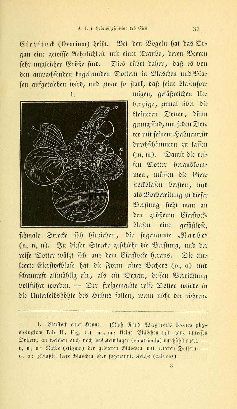 A. [. i ScBoiSjicfcfjicfjie fccS Sie8; M lyierftceE (Ovarium) fjcifjt. 23ei ben 83ögcfn fjat baö Sör* galt eine gelufffc 5tcT)n!id>fcit mit einer Svaittjc, bereit 83ecrcn fd)v ungleicher ©röfjc futb. ©fc8 riifyrt baljer, baf) cS üon ben anluadjfcubcu fngelrmtbcn ©Ottern tu 83fti3d)cn itnb ÜMa= fett aufgctric6en ioirb, itnb ^loar fc ftarF, bajj feine tlafenföv* l. ntigcu, gcfäfjrcicfycn Uc= Berjitgc, §tnnat üßer bie feineren fetter, bitnn genug ft'nb, mit j'ebcn ©et^ ter mit feinem £atmcutritt burd)fcln'titutcrn §n (äffen Cm, in). ©amit bie reis \cn ©otter (;eräu»3Font= men, muffen lk (yiers fteef'Btafen 6crjlc.it', ftitb als 35er6crcitnng §ij biefer Herfhtug fiefyt man an ben größeren dt'erftöciP? klajen eine gcfäfUefe, fetymate Streefe fiel) (nny'cftcn, bie fogenannte „^larße (n, n, n). ^n biefer Streife gcfcfviefyt bie Üöerffüug, itnb ber reife ©ettcr loäl^t fiel) duS bem (rierfteefe fjcrauS. ^k mü leerte ©ierftecffcläfe t)at bie g-orut eines Ü3ed;ers Co, o) itnb feftrumvft aCimä.ftig ein, alß ein Drgan, beffen ^crrid)tuug bottfüljrt ioorbcit. — ©er freigemachte reife Setter luürbe in tk Untcrlci63p(;le bc§ £nlm3 faden, ioenn nid)t ber rl^ren= 1. (Stetftöd einer Jpenne. {dlad} 91 üb. Jßagticr'ä Iconos phy- siologicae Tab. II, Fig. 1.) m, m: fkine Stächen mit gang unreifen Settern, an tocldjcn aud; noelj bai ftcimlagct (cicairieulaj buvd;fd;inimcvt. — n, n, n : Ülctrbe (sügma) ber größeren SSlascjjen mit reiferen Stottern, — o, o: geplagte, leere Q3(ä§dim ober fogenannte  Äctcfye (caljces).