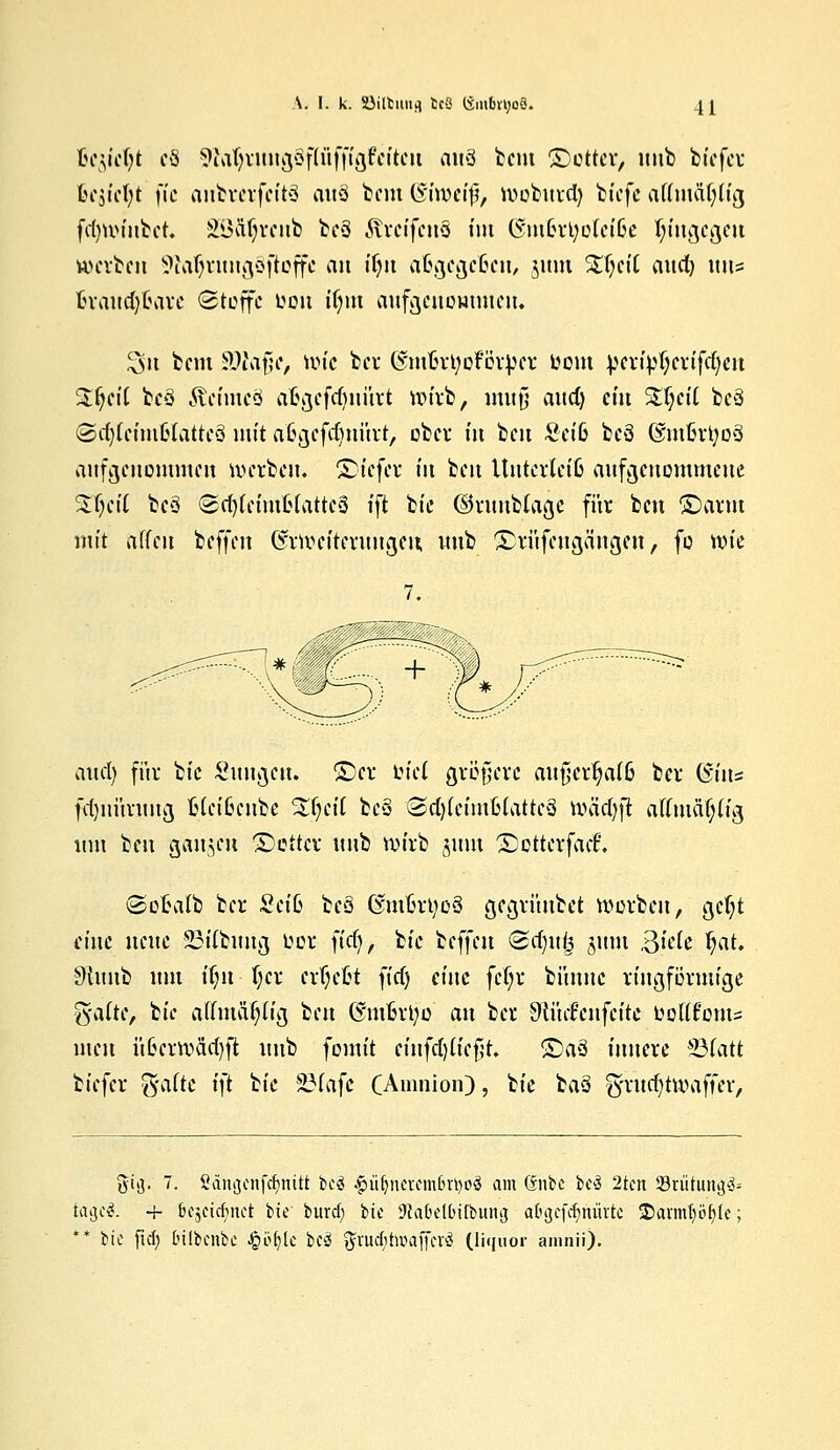 tiqid)t cS ^af)ruug§pffig&itcu cim§ beut ©otter, intb btefer ßc$tcl)t ftc anbrerfeitS auS bem ©iweif, ivobuid) biefe affmäf;f(g fc^tt)tubct. SBÄljrcnb be§ JtreifettS im (Sm(?rt;olci6e hingegen »erben 5ftaljritug3ftoffc an ifni afcgcgcßcn/ jum £f;cit auet) uns &ratt$fiave Stoffe oon tfnu aufgenommen. 2$u beut Sftafjc, nn'c ber (Smßrtyofövper Dom pcripr;cvifrfjcu S^d( be3 ftcimcS afcgefdjuürt wirb, imtfj aud) ein 3$etf be§ @$(ctm6Iattc3 mit aßgefdjnürt, ober in ben Seifi beö (§!mßrt;o3 aufgenommen werben, liefet tu ben Unterteil aufgenommene Sfjeit bcö @djffcfaiHattcS ift bie ©runblage für ben ©arm mit äffen beffen (^Weiterungen; itub ©rüfengängen, fo wie aucl) für bie Suugcn. ©er biet größere aufjcr^afß ber (Bin* fdmüruug Hcißcube %fytil ic§ <Sd)fehußfatte3 wä'djjl affmaf;(ig um beu gau§eft ©etter uub wirb $um ©otterfaef'. <Sofcalb ber Sciß beS GümtjrtyoS gegvüubet werben, gef;t eine neue Söttbimg opr fidj, bie beffen ®cf)u<5 §um ßkU f)at. Shtub um ftjn f)cr ertjeftt fiel) eine fefyr büunc ringförmige g-afte, bie affmäf;ftg beu (S'inßrtyo an ber Sttiufeufeite bofrtoms uteu üßcrwäcfyft unb fomit einfdjßefjt. £>aö innere 33fatt biefer Safte i)t bie 23f afc (Amnion), bie ba§ ^rudjtwaffer, giij. 7. fidnijcnf^nttt bcö #ii|nerem6ri)o3 am Gnbe be3 2tcn 93riitung3= tagcS. + bejcidjnct bie burd; bie 0£a&el&iIbung afcgefctynurte 2)avmf)öfyle; * bie ftd) Dilbenbc £ölj!c beä $rud)taäffcT:3 (liquor amnii).