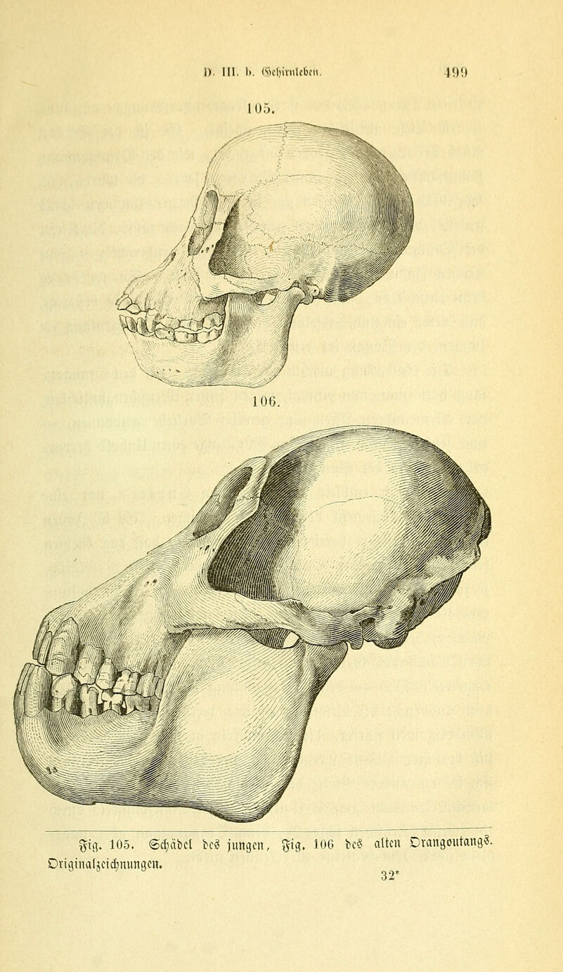 105. 106. $tg. 105. ©Reibet beä jungen, ftig. 106 bc« alten Drangoutang«. DriainaUeidjnungcn. 32*