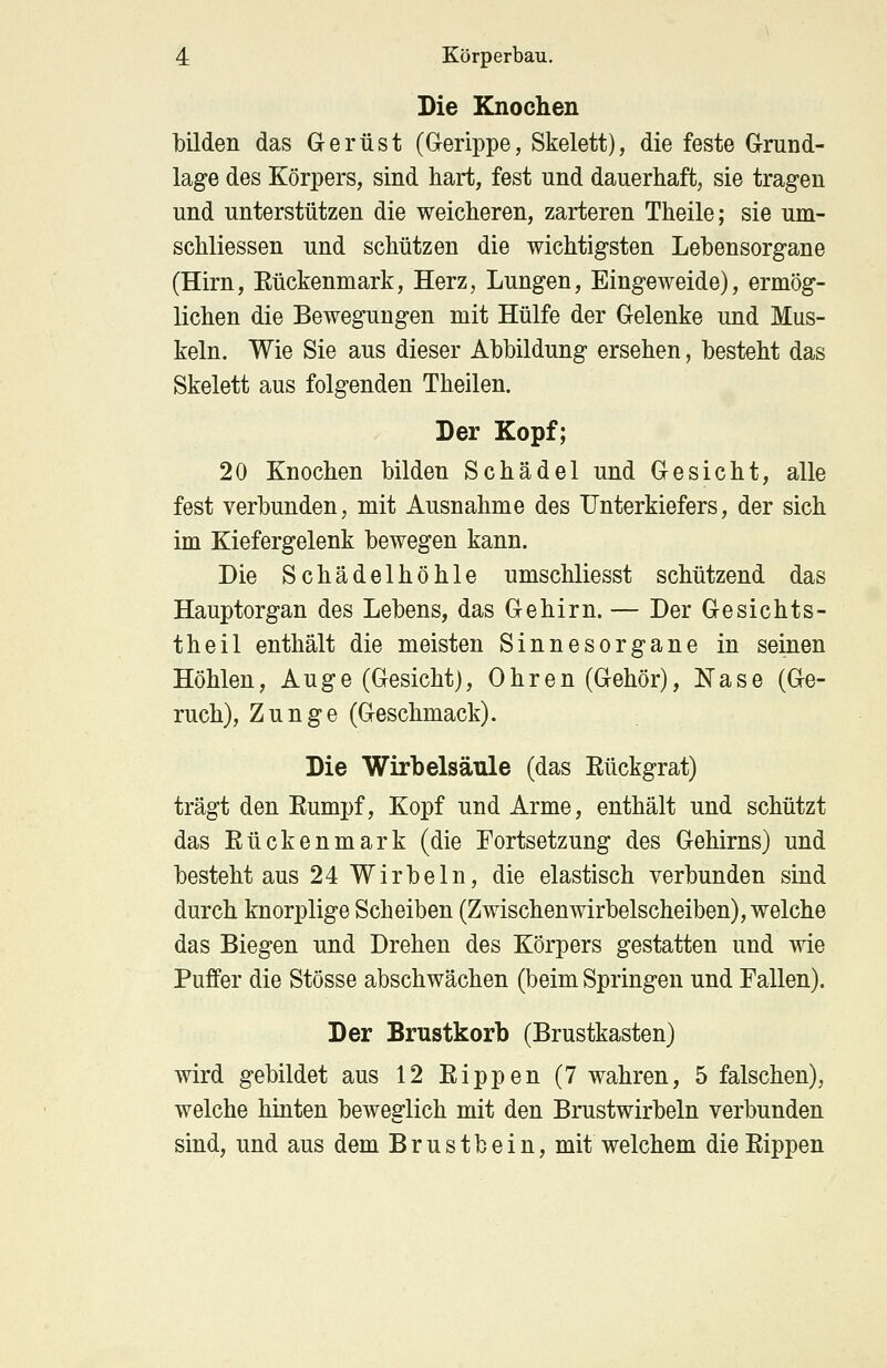 Die Knochen bilden das Gerüst (Gerippe, Skelett), die feste Grund- lage des Körpers, sind hart, fest und dauerhaft, sie tragen und unterstützen die weicheren, zarteren Theile; sie um- schliessen und schützen die wichtigsten Lebensorgane (Hirn, Kückenmark, Herz, Lungen, Eingeweide), ermög- lichen die Bewegungen mit Hülfe der Gelenke und Mus- keln. Wie Sie aus dieser Abbildung ersehen, besteht das Skelett aus folgenden Theilen. Der Kopf; 20 Knochen bilden Schädel und Gesicht, alle fest verbunden, mit Ausnahme des Unterkiefers, der sich im Kiefergelenk bewegen kann. Die Schädelhöhle umschliesst schützend das Hauptorgan des Lebens, das Gehirn. — Der Gesichts- theil enthält die meisten Sinnesorgane in seinen Höhlen, Auge (Gesicht), Ohren (Gehör), Nase (Ge- ruch), Zunge (Geschmack). Die Wirbelsäule (das Rückgrat) trägt den Rumpf, Kopf und Arme, enthält und schützt das Rückenmark (die Fortsetzung des Gehirns) und besteht aus 24 Wirbeln, die elastisch verbunden sind durch knorplige Scheiben (Zwischenwirbelscheiben), welche das Biegen und Drehen des Körpers gestatten und wie Puffer die Stösse abschwächen (beim Springen und Fallen). Der Brustkorb (Brustkasten) wird gebildet aus 12 Rippen (7 wahren, 5 falschen), welche hinten beweglich mit den Brustwirbeln verbunden sind, und aus dem Brustbein, mit welchem die Rippen