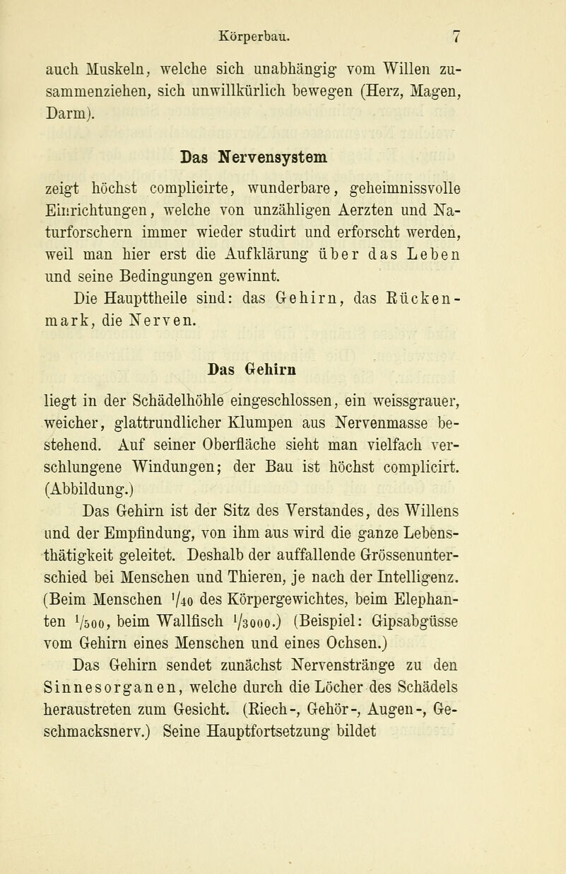 auch Muskeln, welche sich unabhängig vom Willen zu- sammenziehen, sich unwillkürlich bewegen (Herz, Magen, Darm). Das Nervensystem zeigt höchst complicirte, wunderbare, geheimnissvolle Einrichtungen, welche von unzähligen Aerzten und Na- turforschern immer wieder studirt und erforscht werden, weil man hier erst die Aufklärung über das Leben und seine Bedingungen gewinnt. Die Haupttheile sind: das Gehirn, das Bücken- mark, die Nerven. Das Gehirn liegt in der Schädelhöhle eingeschlossen, ein weissgrauer, weicher, glattrundlicher Klumpen aus Nervenmasse be- stehend. Auf seiner Oberfläche sieht man vielfach ver- schlungene Windungen; der Bau ist höchst complicirt. (Abbildung.) Das Gehirn ist der Sitz des Verstandes, des Willens und der Empfindung, von ihm aus wird die ganze Lebens- thätigkeit geleitet. Deshalb der auffallende Grössenunter- schied bei Menschen und Thieren, je nach der Intelligenz. (Beim Menschen V40 des Körpergewichtes, beim Elephan- ten Vsoo, beim Wallfisch 73000.) (Beispiel: Gipsabgüsse vom Gehirn eines Menschen und eines Ochsen.) Das Gehirn sendet zunächst Nervenstränge zu den Sinnesorganen, welche durch die Löcher des Schädels heraustreten zum Gesicht. (Eiech-, Gehör-, Augen-, Ge- schmacksnerv.) Seine Hauptfortsetzung bildet