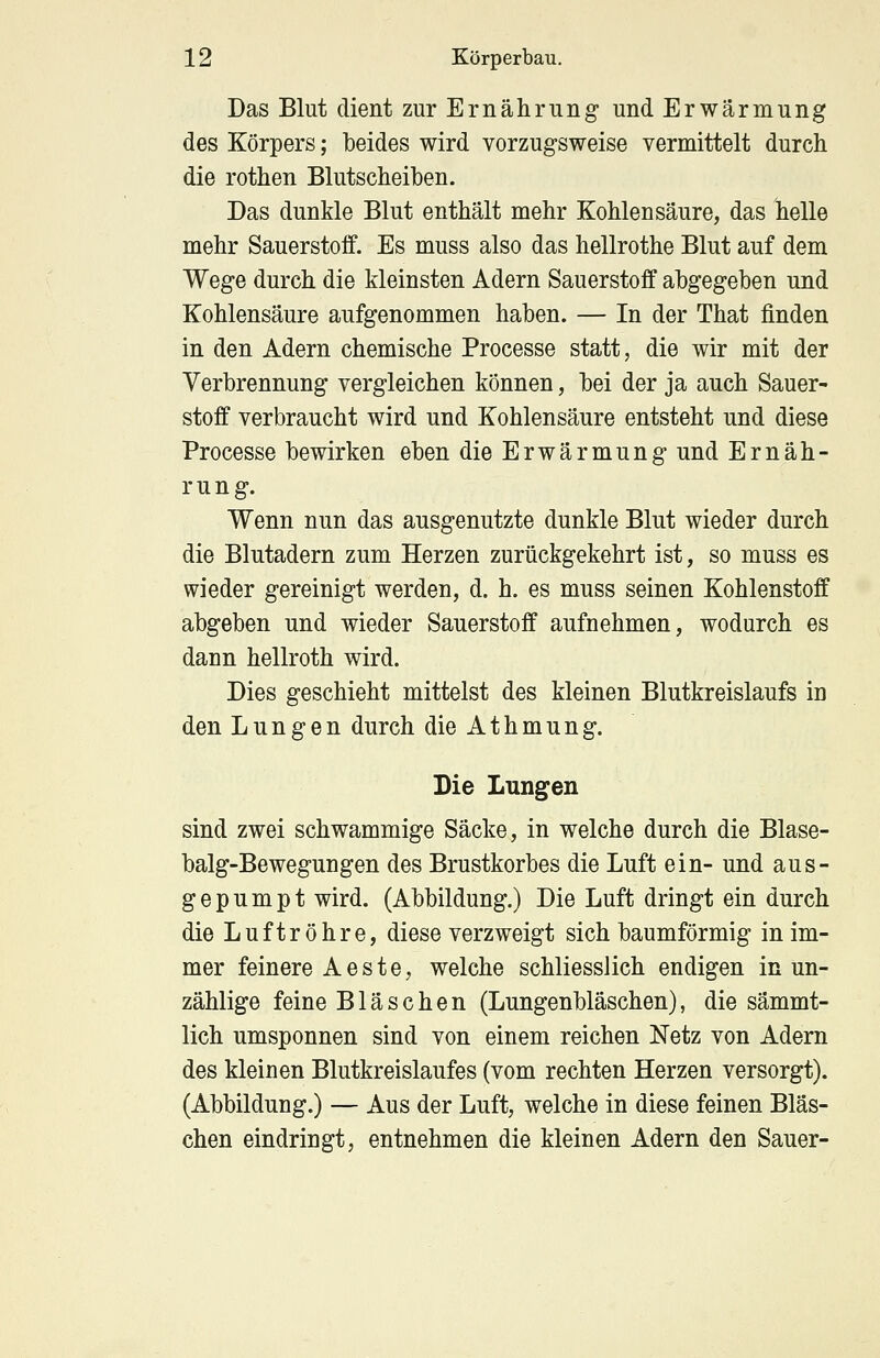 Das Blut dient zur Ernährung und Erwärmung des Körpers; beides wird vorzugsweise vermittelt durch die rothen Blutscheiben. Das dunkle Blut enthält mehr Kohlensäure, das helle mehr Sauerstoff. Es muss also das hellrothe Blut auf dem Wege durch die kleinsten Adern Sauerstoff abgegeben und Kohlensäure aufgenommen haben. — In der That finden in den Adern chemische Processe statt, die wir mit der Verbrennung vergleichen können, bei der ja auch Sauer- stoff verbraucht wird und Kohlensäure entsteht und diese Processe bewirken eben die Erwärmung und Ernäh- rung. Wenn nun das ausgenutzte dunkle Blut wieder durch die Blutadern zum Herzen zurückgekehrt ist, so muss es wieder gereinigt werden, d. h. es muss seinen Kohlenstoff abgeben und wieder Sauerstoff aufnehmen, wodurch es dann hellroth wird. Dies geschieht mittelst des kleinen Blutkreislaufs in den Lungen durch die Athmung. Die Lungen sind zwei schwammige Säcke, in welche durch die Blase- balg-Bewegungen des Brustkorbes die Luft ein- und aus- gepumpt wird. (Abbildung.) Die Luft dringt ein durch die Luftröhre, diese verzweigt sich baumförmig in im- mer feinere Aeste, welche schliesslich endigen in un- zählige feine Bläschen (Lungenbläschen), die sämmt- lich umsponnen sind von einem reichen Netz von Adern des kleinen Blutkreislaufes (vom rechten Herzen versorgt). (Abbildung.) — Aus der Luft, welche in diese feinen Bläs- chen eindringt, entnehmen die kleinen Adern den Sauer-