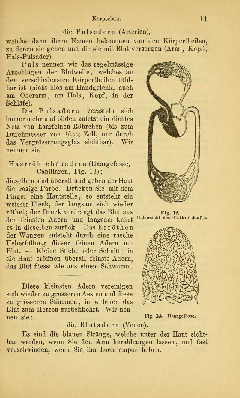 die Pulsadern (Arterien), welche dann ihren Namen bekommen von den Körpertheilen, zu denen sie gehen und die sie mit Blut versorgen (Arm-, Kopf-, Hals-Pulsader). Puls nennen wir das regelmässige Anschlagen der Blutwelle, welches an den verschiedensten Körpertheilen fühl- bar ist (nicht blos am Handgelenk, auch am Oberarm, am Hals, Kopf, in der Schläfe). Die Pulsadern verästeln sich immer mehr und bilden zuletzt ein dichtes Netz von haarfeinen Röhrchen (bis zum Durchmesser von V3000 Zoll, nur durch das Vergrösserungsglas sichtbar). Wir nennen sie Haarröhrchenadern (Haargefässe, Capillaren, Fig. 13); dieselben sind überall und geben der Haut die rosige Farbe. Drücken Sie mit dem Finger eine Hautstelle, so entsteht ein weisser Fleck, der langsam sich wieder röthet; der Druck verdrängt das Blut aus den feinsten Adern und langsam kehrt es in dieselben zurück. Das Erröthen der Wangen entsteht durch eine rasche Ueberfüllung dieser feinen Adern mit Blut. — Kleine Stiche oder Schnitte in die Haut eröffnen, überall feinste Adern, das Blut fliesst wie aus einem Schwamm. Fig. 12. Uebersiclit des Blutkreislaufes. Diese kleinsten Adern vereinigen sich wieder zu grösseren Aesten und diese zu grösseren Stämmen, in welchen das Blut zum Herzen zurückkehrt. Wir nen- nen sie: die Blutadern (Venen). Es sind die blauen Stränge, welche unter der Haut sicht- bar werden, wenn Sie den Arm herabhängen lassen, und fast verschwinden, wenn Sie ihn hoch empor heben. Fig. 13. Haargefässe.