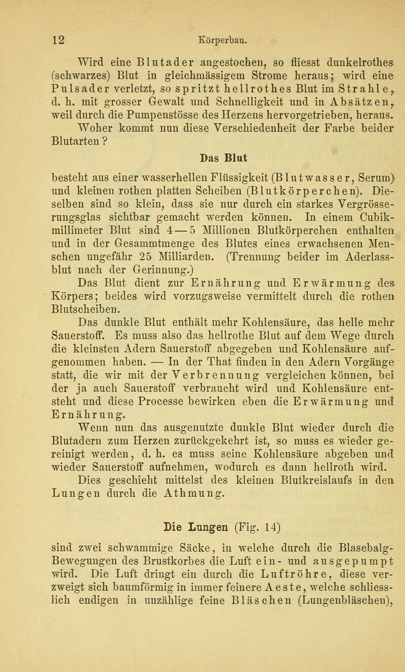 Wird eine Blutader angestochen, so fliesst dunkelrothes (schwarzes) Blut in gleichmässigem Strome heraus; wird eine Pulsader verletzt, so spritzt hellrothes Blut im Strahler d. h. mit grosser Gewalt und Schnelligkeit und in Absätzen,, weil durch die Pumpenstösse des Herzens hervorgetrieben, heraus. Woher kommt nun diese Verschiedenheit der Farbe beider Blutarten ? Das Blut besteht aus einer wasserhellen Flüssigkeit (Blutwasser, Serum) und kleinen rothen platten Scheiben (Blutkörperchen). Die- selben sind so klein, dass sie nur durch ein starkes Vergrösse- rungsglas sichtbar gemacht werden können. In einem Cubik- miilimeter Blut sind 4— 5 Millionen Blutkörperchen enthalten und in der Gesammtmenge des Blutes eines erwachsenen Men- schen ungefähr 25 Milliarden. (Trennung beider im Aderlass- blut nach der Gerinnung.) Das Blut dient zur Ernährung und Erwärmung des Körpers; beides wird vorzugsweise vermittelt durch die rothen Blutscheiben. Das dunkle Blut enthält mehr Kohlensäure, das helle mehr Sauerstoff. Es muss also das hellrothe Blut auf dem Wege durch die kleinsten Adern Sauerstoff abgegeben und Kohlensäure auf- genommen haben. — In der That finden in den Adern Vorgänge statt, die wir mit der Verbrennung vergleichen können, bei der ja auch Sauerstoff verbraucht wird und Kohlensäure ent- steht und diese Processe bewirken eben die Erwärmung und Ernährung. Wenn nun das ausgenutzte dunkle Blut wieder durch die Blutadern zum Herzen zurückgekehrt ist, so muss es wieder ge- reinigt werden, d. h. es muss seine Kohlensäure abgeben und wieder Sauerstoff aufnehmen, wodurch es dann hellroth wird. Dies geschieht mittelst des kleinen Blutkreislaufs in den Lungen durch die Athmung. Die Lungen (Fig. 14) sind zwei schwammige Säcke, in welche durch die Blasebalg- Bewegungen des Brustkorbes die Luft ein- und ausgepumpt wird. Die Luft dringt ein durch die Luftröhre, diese ver- zweigt sich baumförmig in immer feinere Aeste, welche schliess- lich endigen in unzählige feine Bläschen (Lungenbläschen),