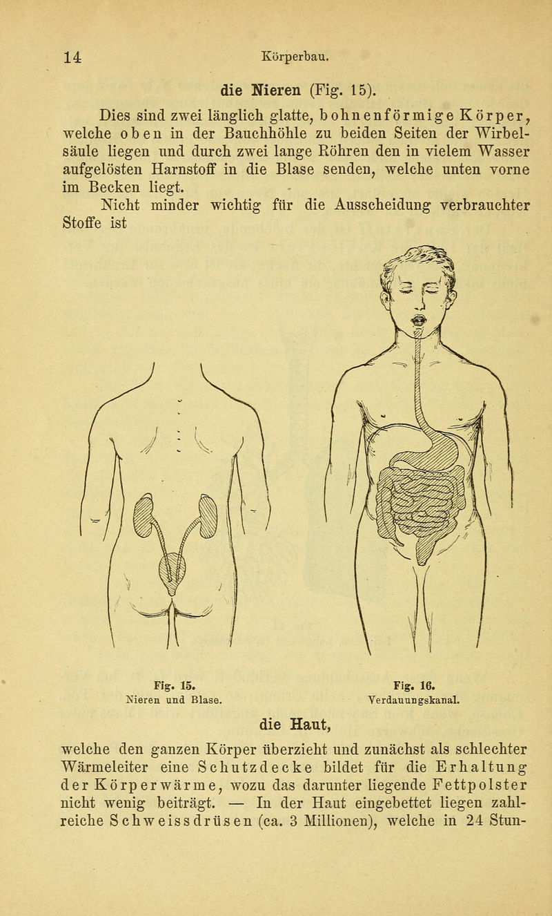 die Nieren (Fig. 15). Dies sind zwei länglich glatte, bohnenförmige Körper, welche oben in der Bauchhöhle zu beiden Seiten der Wirbel- säule liegen und durch zwei lange Röhren den in vielem Wasser aufgelösten Harnstoff in die Blase senden, welche unten vorne im Becken liegt. Nicht minder wichtig für die Ausscheidung verbrauchter Stoffe ist Fig. 15. Nieren und Blase. Fig. 16. Verdauungskanal. die Haut, welche den ganzen Körper überzieht und zunächst als schlechter Wärmeleiter eine Schutzdecke bildet für die Erhaltung der Körperwärme, wozu das darunter liegende Fettpolster nicht wenig beiträgt. — In der Haut eingebettet liegen zahl- reiche Schweissdrüsen (ca. 3 Millionen), welche in 24 Stun-