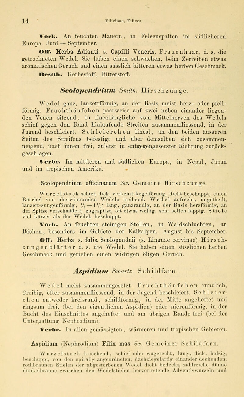 l-j: Filiciuae, Filices lorki An feuchten Mauern, in Felsenspalten im südlicheren Europa. Juni — September. Oif. Herba Adianti, s. Capilli Veneris, Frauenhaar, d. s. die getrockneten Wedel. Sie haben einen schwachen, beim Zerreiben etwas aromatischen Geruch und. einen siisslich bitteren etwas herben Geschmack. üesttli. Gerbestoff, Bitterstoff. Scolopendrium Smith. Hirschzunge. Wedel ganz, lanzettförmig, an der Basis meist herz- oder pfeil- förmig. Fruchthäufchen paarweise auf zwei neben einander liegen- den Venen sitzend, in lineallängliche vom Mittelnerven des Wedels schief gegen den Rand hinlaufende Streifen zusammenfliessend, in der Jugend beschleiert. Schleierchen lineal, an den beiden äusseren Seiten des Streifens befestigt und über demselben sich zusammen- neigend, nach innen frei, zuletzt in entgegengesetzter Richtung zurück- geschlagen. Verbr. Im mittleren und südlichen Europa, in Nepal, Japan und im tropischen Amerika. Scolopendrium officinarum Sto. Gemeine Hirschzunge. Wurzelstock schief, dick, verkehrt-kegelförmig, dicht beschuppt, einen Büschel von überwinternden Wedeln treibend. Wedel aufrecht, ungetlieilt, lanzett-zungenförmig, '/2 — 1'/./ lang, ganzrandig, an der Basis herzförmig, an der Spitze verschmälert, zugespitzt, oft etwas wellig, sehr selten lappig. Stiele viel kürzer als der Wedel, beschuppt. Vork. An feuchten steinigen Stellen, in Waldschluchten, an Bächen, besonders im Gebiete der Kalkalpen. August bis September. Off. Herba s. folia Scolopendrii (s. Linguae cervinae) Hirsch- zungenblätter d. s. die Wedel. Sie haben einen süsslichen herben Geschmack und gerieben einen widrigen öligen Geruch. Aspidium Sioartz. S c h i 1 dfa r n. Wedel meist zusammengesetzt. Fr u c ht h ä uf c h en rundlich, 2reihig, öfter zusammenfliessend, in der Jugend beschleiert. Schleier- chen entweder kreisrund, schildförmig, in der Mitte angeheftet und ringsum frei, (bei den eigentlichen Aspidien) oder nierenförmig, in der Bucht des Einscbnittes angeheftet und am übrigen Rande frei (bei der Untergattung Nephrodium). Verbr. In allen gemässigten, wärmeren und tropischen Gebieten. Aspidium (Nephrodium) Filix mas Sw. Gemeiner Schildfarn. W ii rz e I s 1.11 c k kriechend, schief oder wagerecht, lang, dick, holzig, beschuppt, von den spiralig angeordneten, dachziegelartig einander deckenden, rothbraunen Stielen der abgestorbenen Wedel dicht bedeckt, zahlreiche dünne dunkelbraune /.wischen den Wedelstielen bervortretende ÄLdventivwurzeln und