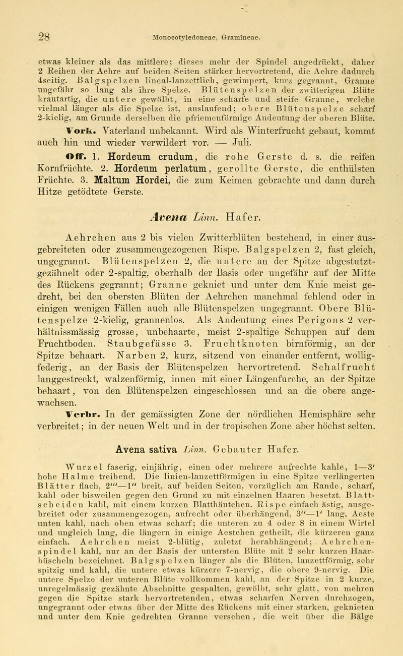 etwas kleiner als das mittlere; dieses mehr der Spindel angedrückt, daher 2 Reihen der Aehre auf beiden Seiten stärker hervortretend, die Aehre dadurch 4seitig. Balgspelzen lineal-lanzettlich, gewimpert, kurz gegrannt, Granne ungefähr so lang als ihre Spelze. Blütensp elzen der zwitterigen Blüte krautartig, die untere gewölbt, in eine scharfe und steife Granne, welche vielmal länger als die Spelze ist, auslaufend; obere Blütenspelze scharf 2-kielig, am Grunde derselben die pfriemenförmige Andeutung der oberen Blüte. Vork. Vaterland unbekannt. Wird als Winterfrucht gebaut, kommt auch hin und wieder verwildert vor. — Juli. Off. 1. Hordeum crudum, die rohe Gerste d. s. die reifen Kornfrüchte. 2. Hordeum perlatum, gerollte Gerste, die enthülsten Früchte. 3. Maltum Hordei, die zum Keimen gebrachte und dann durch Hitze getödtete Gerste. Avena Linn. Hafer. Aehrchen aus 2 bis vielen Zwitterblüten bestehend, in einer aus- gebreiteten oder zusammengezogenen Kispe. Balgspelzen 2, fast gleich, ungegrannt. Blütensp elzen 2, die untere an der Spitze abgestutzt- gezähnelt oder 2-spaltig, oberhalb der Basis oder ungefähr auf der Mitte des Rückens gegrannt; Granne gekniet und unter dem Knie meist ge- dreht, bei den obersten Blüten der Aehrchen manchmal fehlend oder in einigen wenigen Fällen auch alle Blütenspelzen ungegrannt. Obere Blü- tenspelze 2-kiehg, grannenlos. Als Andeutung eines Perigons 2 ver- hältnissmässig grosse, unbehaarte, meist 2-spaltige Schuppen auf dem Fruchtboden. Staubgefässe 3. Fruchtknoten birnförmig, an der Spitze behaart. Narben 2, kurz, sitzend von einander entfernt, wollig- federig, an der Basis der Blütenspelzen hervortretend. Schalfrucht langgestreckt, walzenförmig, innen mit einer Längenfurche, an der Spitze behaart, von den Blütenspelzen eingeschlossen und an die obere ange- wachsen. Verbr. In der gemässigten Zone der nördlichen Hemisphäre sehr verbreitet; in der neuen Welt und in der tropischen Zone aber höchst selten. Avena sativa Linn. Gebauter Hafer. Wurzel faserig, einjährig, einen oder mehrere aufrechte kahle, 1—3' hohe Halme treibend. Die linien-lanzettförmigen in eine Spitze verlängerten Blätter flach, 2'—1 breit, auf beiden Seiten, vorzüglich am Rande, scharf, kahl oder bisweilen gegen den Grund zu mit einzelnen Haaren besetzt. Blatt- scheiden kahl, mit einem kurzen Blatthäutchen. Rispe einfach ästig, ausge- breitet oder zusammengezogen, aufrecht oder überhängend, 3—1' lang, Aeste unten kahl, nach oben etwas scharf; die unteren zu 4 oder 8 in einem Wirte! und ungleich lang, die langem in einige Aestchen getheilt, die kürzeren ganz einfach. Aehrchen meist 2-blütig, zuletzt herabhängend; Aehrchen- s|iiiiilol kahl, nur an der Basis der untersten Blüte mit 2 sein- kurzen Haar- büscheln bezeichnet. Balgsp o ] »ni länger als die Blüten, lanzettförmig, sehr spitzig und kahl, die untere etwas kürzere 7-nervig, die obere 9-nervig. Die untere Spelze der unteren Blüte vollkommen kahl, an der Spitze in 2 kurze, anregelmässig gezähnte Abschnitte gespalten, gewölbt, sehr glatt, von mehren gegen die Spitze stark hervortretenden, etwas scharfen Nerven durchzogen, ungebrannt oder etwas über der Mitte des Rückens mit einer starken, geknieten und unter dem Knie gedrehten Granne versehen , die weit über die Bälge