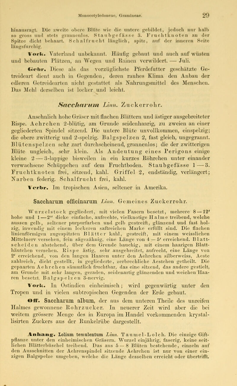 M lootyledoneao, Qramine&e! (2.) hinausragt. Die zweite obere Blüte wir die untere gebildet, jedoch nur halb bo gross und stets grannenlos. Staubgefässe •';. Fruchtknoten an der Spitze dicht behaart. Schalfrucht Länglich, .spitz, auf der inneren Seite iKngsfurchig. »oiii. Vaterland unbekannt. Säufig gebaut und auch auf wüsten und bebauten Plätzen, an Wegen und Rainen verwildert. — Juli. Ge1>ra Diese als das vorzüglichste Pferdefutter geschätzte Ge- treidearl dienl auch in Gegenden, deren rauhes Klima den Anbau der edleren Getreidearien nichl gestattel als Nahrungsmittel des Menschen. Das Mehl derselben ist locker und Leicht. Saccharum Linn. Z uckerroh r. Ansehnlich hohe Gräser mit flachen Blättern und ästiger ausgebreiteter Rispe. Aehrchen 2-blütig, am Grunde seidenhaarig, zu zweien an einer gegliederten Spindel sitzend. Die untere Blüte unvollkommen, einspelzig; die obere zwitterig und 2-spelzig. Balgspelzen 2, fast gleich, ungegrannt. Blütenspelzen sehr zart durchscheinend, grannenlos; die der zwitterigen Blüte ungleich, sehr klein. Als Andeutung eines Perigons einige kleine 2 — 3-lappige bisweilen in ein kurzes Röhrchen unter einander verwachsene Schüppchen auf dem Fruchtboden. Staubgefässe 1 — 3. Fruchtknoten frei, sitzend, kahl. Griffel 2, endständig, verlängert; Narben federig. Schalfrucht frei, kahl. Vfi-br. Im tropischen Asien, seltener in Amerika. Saccharum officinarum Linn. Gemeines Zuckerrohr. Wurzelstock gegliedert, mit vielen Fasern besetzt, mehrere 8 —12' hohe und 1—2 dicke einfache, aufrechte, vielknotige Halme treibend, welche aussen gelb, seltener purpurfarben und gelb gestreift, glänzend und fast hol- zig, inwendig mit einem lockeren saftreichen Marke erfüllt sind. Die flachen liniouförmigen zugespitzten Blätter kahl, gestreift, mit einem weisslichen Mittelnerv versehen, fein sägezähnig, eine Länge von4:—5' erreichend. Blatt- scheiden abstehend, über dem Grunde bauchig, mit einem haarigen Blatt- häutchen versehen. Rispe ästig, sehr ausgebreitet, aufrecht, eine Länge von 2' erreichend, von den langen Haaren unter den Aehrchen silberweiss, Aeste zahlreich, dicht gestellt, in gegliederte, zerbrechliche Aestchen getheilt. Die gepaarten Aehrchen sämmtlich fruchtbar, das eine sitzend, das andere gestielt, am Grunde mit sehr langen, geraden, seidenartig glänzenden und weichen Haa- ren besetzt. Balgspelzen 3-nervig. York. In Ostindien einheimisch; wird gegenwärtig unter den Tropen und in vielen subtropischen Gegenden der Erde gebaut. Off. Saccharum album, der aus dem unteren Theile des unreifen Halmes gewonnene Rohrzucker. In neuerer Zeit wird aber die bei weitem grössere Menge des in Europa im Handel vorkommenden krystal- lisirten Zuckers aus der Kunkelrübe dargestellt. Anhang. Lolium temulentum Linn. Taumel-Lolch. Die einzige Gift- pflanze unter den einheimischen Gräsern. Wurzel einjährig, faserig, keine seit- lichen Blätterbüschel treibend. Das aus 5—8 Blüten bestehende, einzeln auf den Ausschnitten der Aehrenspindel sitzende Aehrchen ist nur von einer ein- zigen Balgspelze umgeben, welche die Länge desselben erreicht oder übertrifft.