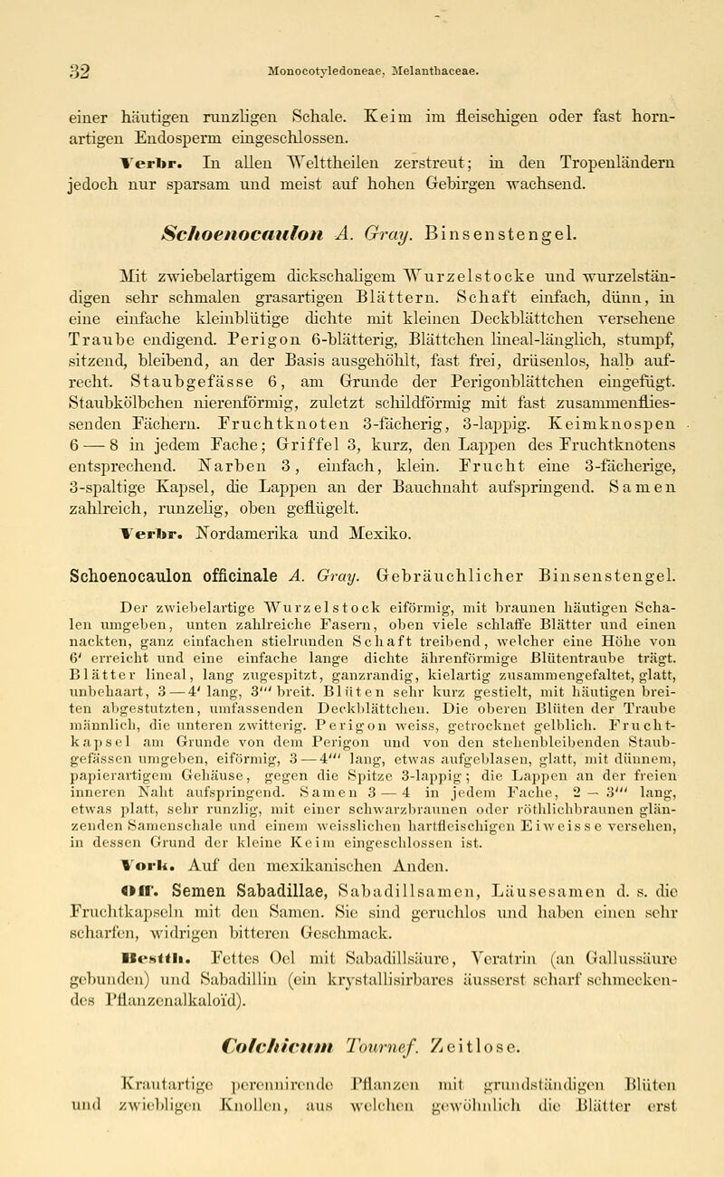 einer häutigen runzligen Schale. Keim im fleischigen oder fast horn- artigen Endosperm eingeschlossen. Verbr. In allen Welttheilen zerstreut; in den Tropenländern jedoch nur sparsam und meist auf hohen Gebirgen wachsend. Schoenocaulon A. Gray. Binsenstengel. Mit zwiebelartigem dickschaligem Wurzelstocke und wurzelstän- digen sehr schmalen grasartigen Blättern. Schaft einfach, dünn, in eine einfache kleinblütige dichte mit kleinen Deckblättchen versehene Traube endigend. Perigon 6-blätterig, Blättchen lineal-länglich, stumpf, sitzend, bleibend, an der Basis ausgehöhlt, fast frei, drüsenlos, halb auf- recht. Staubgefässe 6, am Grunde der Perigonblättchen eingefügt. Staubkölbchen nierenförmig, zuletzt scliildfb'rmig mit fast zusammenflies- senden Fächern. Fruchtknoten 3-fächerig, 3-lappig. Keimknospen 6 — 8 in jedem Fache; Griffel 3, kurz, den Lappen des Fruchtknotens entsprechend. Narben 3, einfach, klein. Frucht eine 3-fächerige, 3-spaltige Kapsel, die Lappen an der Bauchnaht aufspringend. Samen zahlreich, runzelig, oben geflügelt. Verfor. Nordamerika und Mexiko. Schoenocaulon ofncinale A. Gray. Gebräuchlicher Binsenstengel. Der zwiebelartige Wurzel stock eiförmig, mit braunen häutigen Scha- len umgeben, unten zahlreiche Fasern, oben viele schlaffe Blätter und einen nackten, ganz einfachen stielrunden Schaft treibend, welcher eine Höhe von 6' erreicht und eine einfache lange dichte ährenförmige Blütentraube trägt. Blätter lincal, lang zugespitzt, ganzrandig, kielartig zusammengefaltet, glatt, unbehaart, 3—4'lang, 3' breit. Blüten sehr kurz gestielt, mit häutigen brei- ten abgestutzten, umfassenden Deckblättchen. Die oberen Blüten der Traube männlich, die unteren zwitterig. Perigon weiss, getrocknet gelblich. Frucht- kapsel am Grunde von dem Perigon und von den stehenbleibenden Staub- gefässen umgeben, eiförmig, 3—4' lang, etwas aufgeblasen, glatt, mit dünnem, papierartigem Gehäuse, gegen die Spitze 3-lappig; die Lappen an der freien inneren Naht aufspringend. Samen 3 — 4 in jedem Fache, 2 — 3' lang, etwas platt, sebr runzlig, mit einer schwarzbraunen oder rötlilichbraunen glän- zenden Samenschale und einem weisslicben hartfleischigcn Eiweiss e versehen, in dessen Grund der kleine Keim eingeschlossen ist. lork. Auf den mexikanischen Anden. Off. Semen Sabadillae, Sabadillsamen, Läusesamen d. s. die Fruchtkapseln mit den Samen. Sie sind geruchlos und haben einen sebr scharfen, widrigen bitteren Geschmack. lZ<'»lth. Fettes Oel mit Sabadillsäure, Veratrin (an Gallussäure gebunden) und Sabadillin (ein krystallisirbares äusserst scharf schmecken- des rtianzcnalkaloVd). Cofc/ticttm Toumef. Zeitlose. Krautartige perennirende Pflanzen mit grundständigen Blüten und zwiebligen Knollen, uns welchen gewöhnlich die Blätter erst
